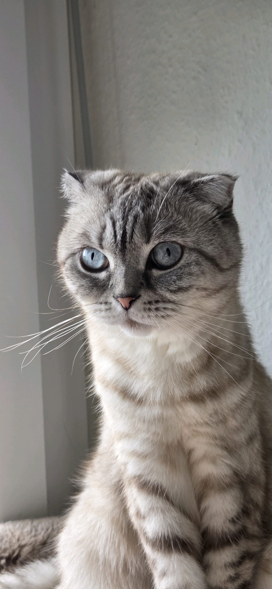 A close-up shot features a Scottish Fold cat with striking blue eyes. The cat has light grey fur with darker tabby markings on its head and body. Its ears are folded forward, characteristic of the breed. The cat's nose is pink, and its whiskers are long and white. The background consists of a plain, textured wall and a window frame, suggesting an indoor setting. There is no indication of the city of Strasbourg, France, or any urban elements in the image. The cat is the sole subject.