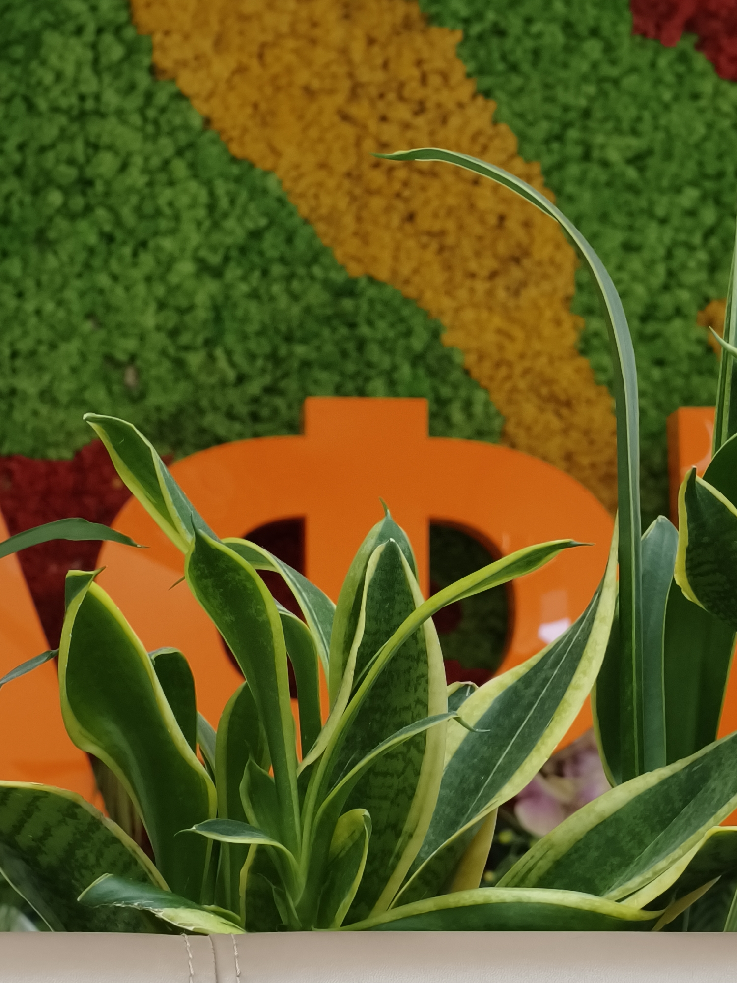 The image captures a close-up view of a vibrant Sansevieria plant, commonly known as a snake plant, featuring prominent green and yellow variegated, sword-shaped leaves. The plant is situated in a light-colored, possibly beige, planter or part of a piece of furniture, visible at the bottom of the frame.
In the background, a distinctive wall or display is visible. It is composed of a textured surface, appearing to be made of small, colored elements, possibly artificial greenery or decorative pebbles, arranged in a mosaic-like pattern. The dominant colors in this background are bright green and yellow, with a hint of red in one section.
Partially obscured by the plant and set against this colorful background are large, three-dimensional orange shapes. One clearly resembles a dollar sign ($) or the number '8'. Another orange shape to its left suggests part of a letter, possibly 'V' or 'L', indicating a word or logo. The scene appears to be an indoor decorative installation, possibly in a commercial or public space in Dnipro, Ukraine, given the artificial elements and structured display. No specific activity is taking place.