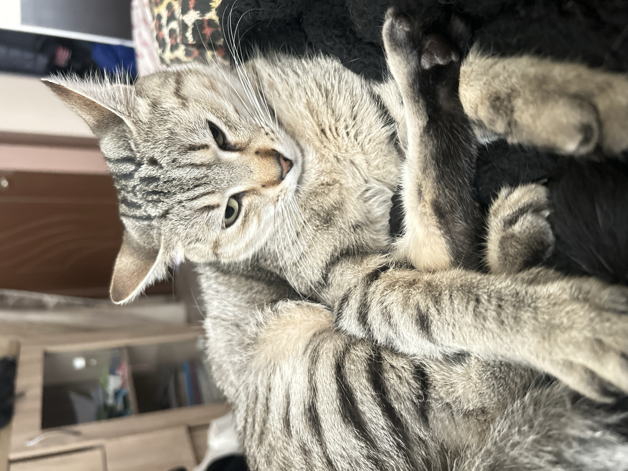 A domestic short-haired tabby cat lies on a dark, fluffy surface. The cat is predominantly gray with dark stripes, and its paws are positioned near its face. The cat is lying on its side. In the background, a leopard-print fabric is visible, along with a wooden surface and a wall. The location is unknown and cannot be determined from the image.