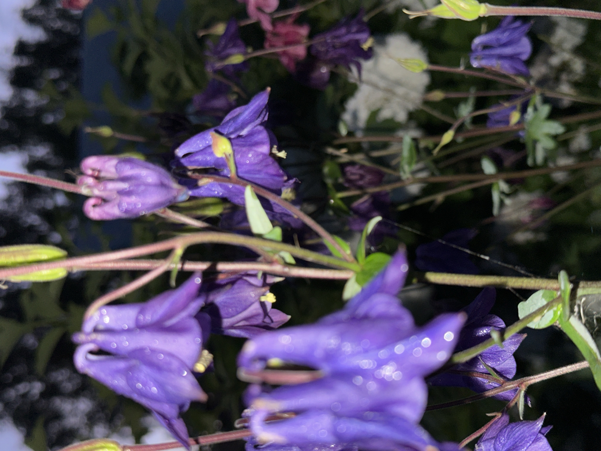 This image, located in the city of Unknown, Unknown, displays a close-up, low-light photograph of multiple purple Aquilegia (Columbine) flowers and their associated stems and foliage. The flowers exhibit a distinct bell shape with backward-pointing spurs. Numerous small, reflective water droplets are visible on the petals of the foreground flowers, indicating the presence of dew or recent precipitation. The dominant color palette consists of various shades of purple for the blossoms and dark green for the stems and leaves. The background is heavily out of focus, rendered as a bokeh effect with indistinct dark green and black masses, suggesting dense foliage, and hints of lighter, possibly pinkish or white, blurred floral forms further in the distance. No individuals or identifiable structures are present within the frame. The overall lighting is dim, highlighting the water droplets and flower contours.