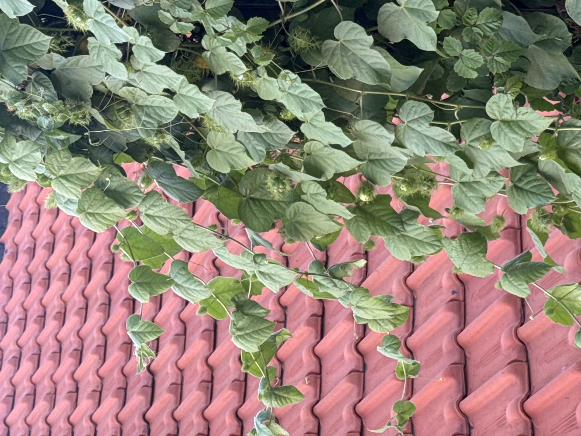 The media file is a close-up, top-down shot of lush green vines with heart-shaped leaves and small, spiky green fruits cascading over a red, wave-patterned tiled roof. The vines appear to be growing densely and are the primary subject, with the roof serving as a background element. The image is well-lit, suggesting it was taken during daylight hours, possibly outdoors given the natural elements. The focus is on the textures of the leaves and fruits against the repeating pattern of the roof tiles. There are no people, text, or clear indicators of a specific time of day or weather conditions beyond the presence of abundant greenery. The setting is suggested by the mention of Kuta, Indonesia, which implies a tropical or subtropical environment where such vegetation and tiled roofs are common. The overall impression is one of natural growth interacting with a man-made structure.