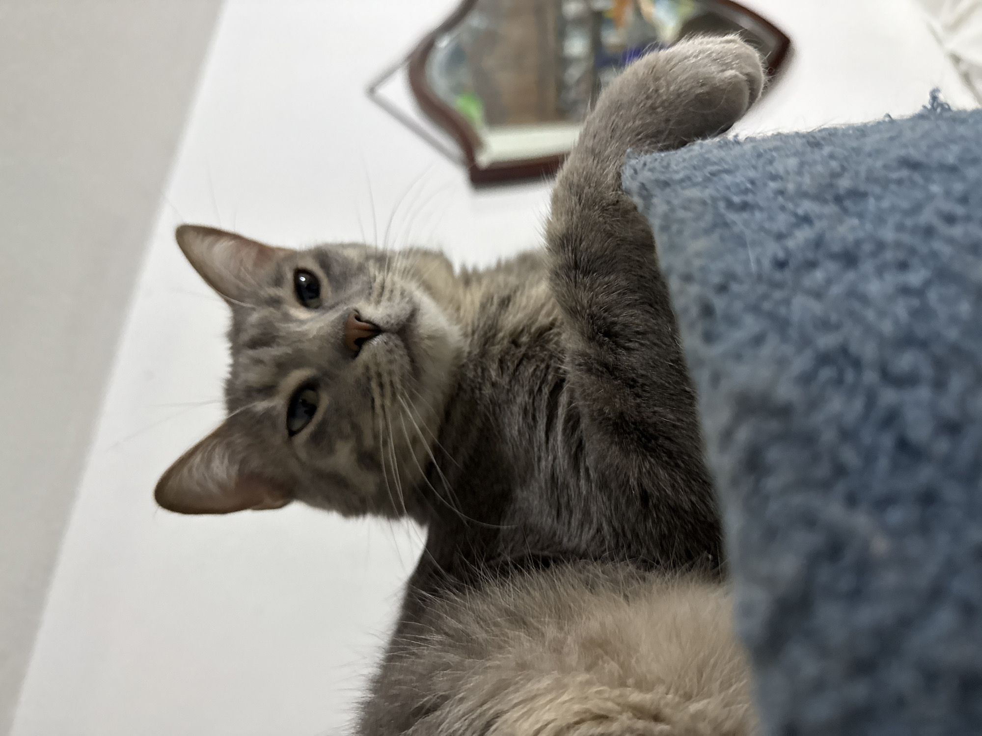 A grey cat is positioned above the viewer, with its paw resting on a blue, possibly carpeted, surface. The cat is looking down, its head tilted slightly. A mirror with a brown frame is visible in the background, along with a white wall. The image appears to be taken indoors. The location is not discernible from the given information.