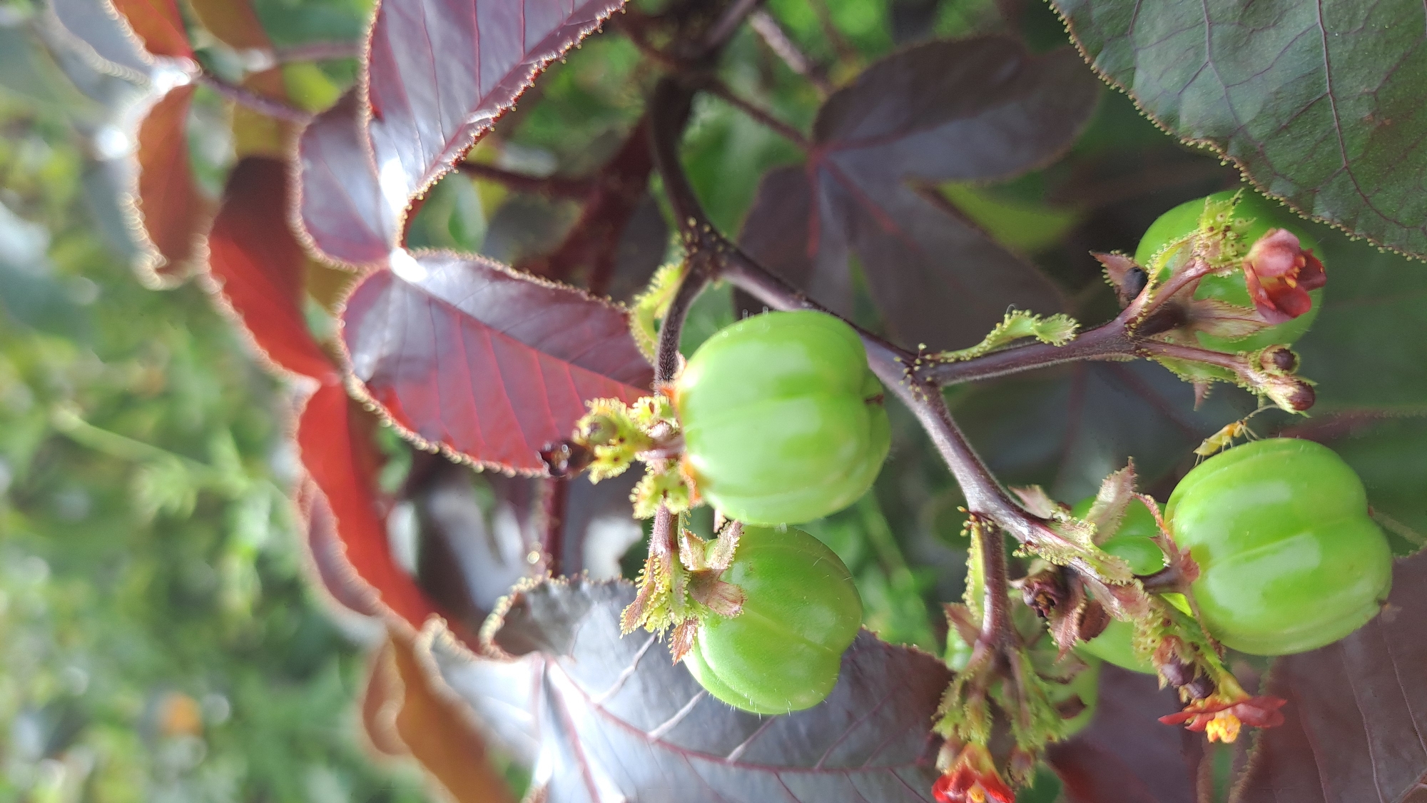This is a close-up, vertical, eye-level shot of several green, unripe fruits on a branching stem. The fruits are round and segmented, with small, bristly structures at their tops. They are surrounded by dark red, lobed leaves with serrated edges. In the background, out-of-focus green foliage is visible. The scene appears to be outdoors. There is no indication of people, actions, or interactions. The location of Julicotmeurak, Indonesia, is not evident from the image.