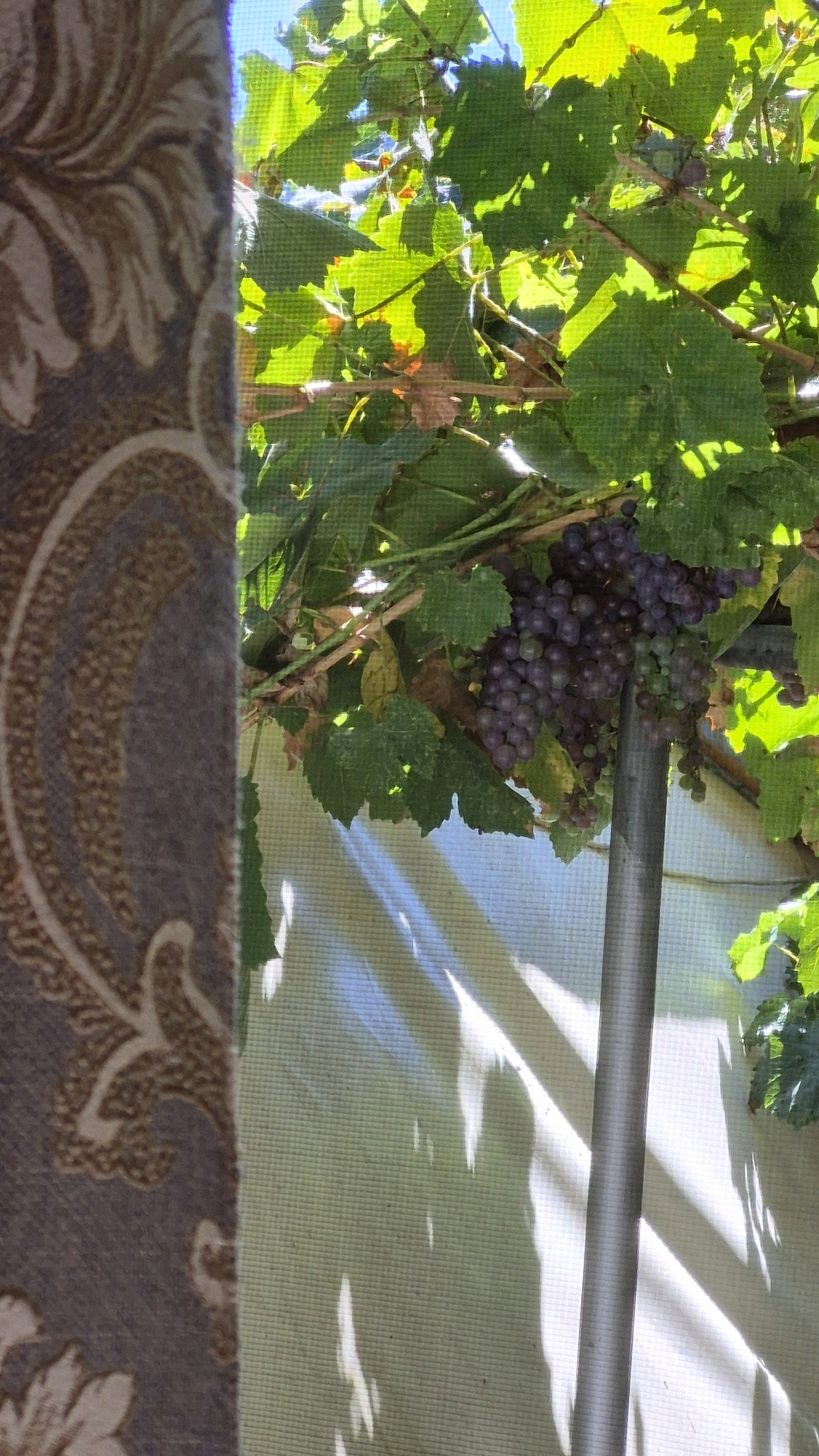 The image shows a close-up view of a grapevine with a bunch of purple grapes hanging from it. The leaves of the grapevine are a vibrant green, and sunlight is filtering through them, casting shadows on a textured surface behind. To the left of the grapevine, a portion of patterned fabric, possibly a curtain or upholstery, is visible. The fabric has a repeating floral or paisley design in shades of brown and cream against a muted background. The overall scene appears to be outdoors, possibly in a garden or on a balcony, with a bright, sunny atmosphere.