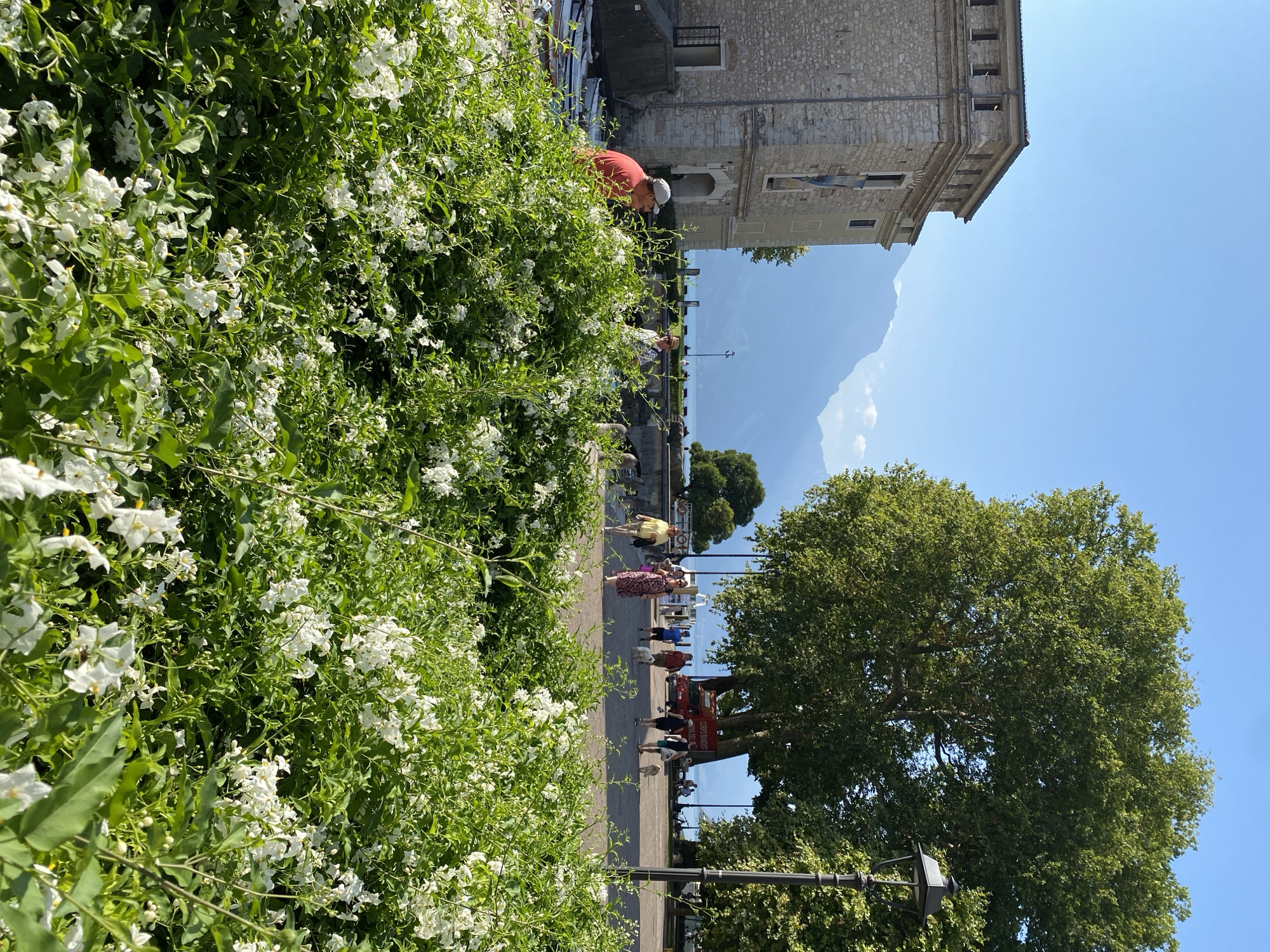 In Riva del Garda, Italy, the foreground of the image is filled with lush green foliage and white flowers, possibly jasmine, creating a vibrant border. Behind this, a stone building with a crenellated top and arched entrance stands on the left. Several boats are docked next to the building.
A paved walkway stretches across the middle ground, where several people are walking. Some are accompanied by dogs. A man in an orange shirt and a baseball cap is in the left mid-ground, facing away from the camera. Further along the walkway, a woman in a patterned dress, a woman in a yellow top, and a man in a blue shirt are visible. In the background, a large tree with dense green leaves dominates the right side of the frame, and a streetlamp stands nearby. Beyond the walkway and trees, a body of water, likely Lake Garda, is visible, with mountains forming a hazy backdrop. The sky is clear and blue. A red van with "CORPO BANDISTICO" written on it is parked on the right side of the walkway.