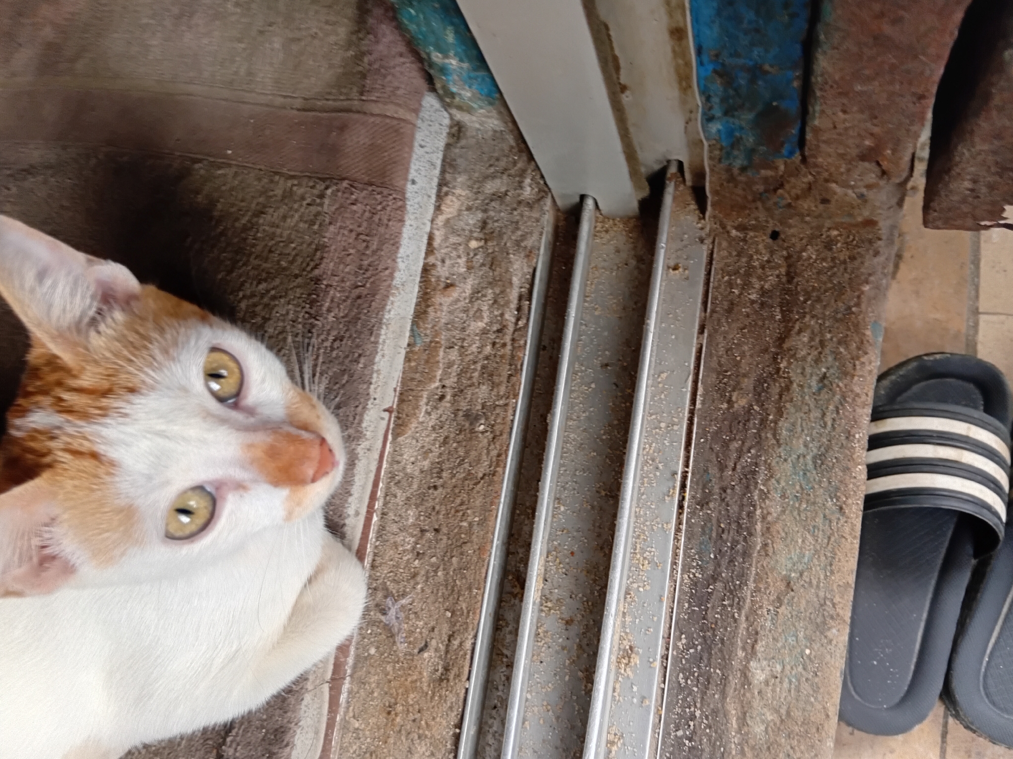 An overhead medium shot captures a white and ginger cat lying on a textured surface, its head tilted upwards and facing the camera. The cat's light green eyes are open, and its pink nose and ginger markings are visible on its face. To the right of the cat, a pair of black and white striped flip-flops rests on a tiled floor. The background consists of a rough, sandy-colored surface with vertical metal channels. Further to the right, a rusted, reddish-brown surface with hints of blue paint is visible. The scene appears to be outdoors, possibly near an entrance or walkway.