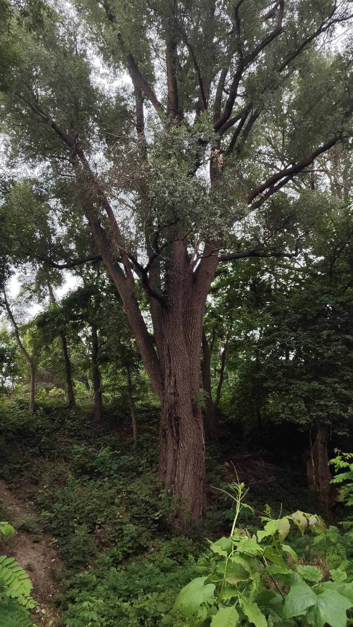A wide shot shows a large, old tree with a thick, textured trunk and many branching limbs covered in dense green foliage. The tree stands on a sloped, overgrown bank, with other trees and lush green undergrowth filling the background. The scene appears to be in a park or natural area. The location is the Brest Fortress in Brest, Belarus.