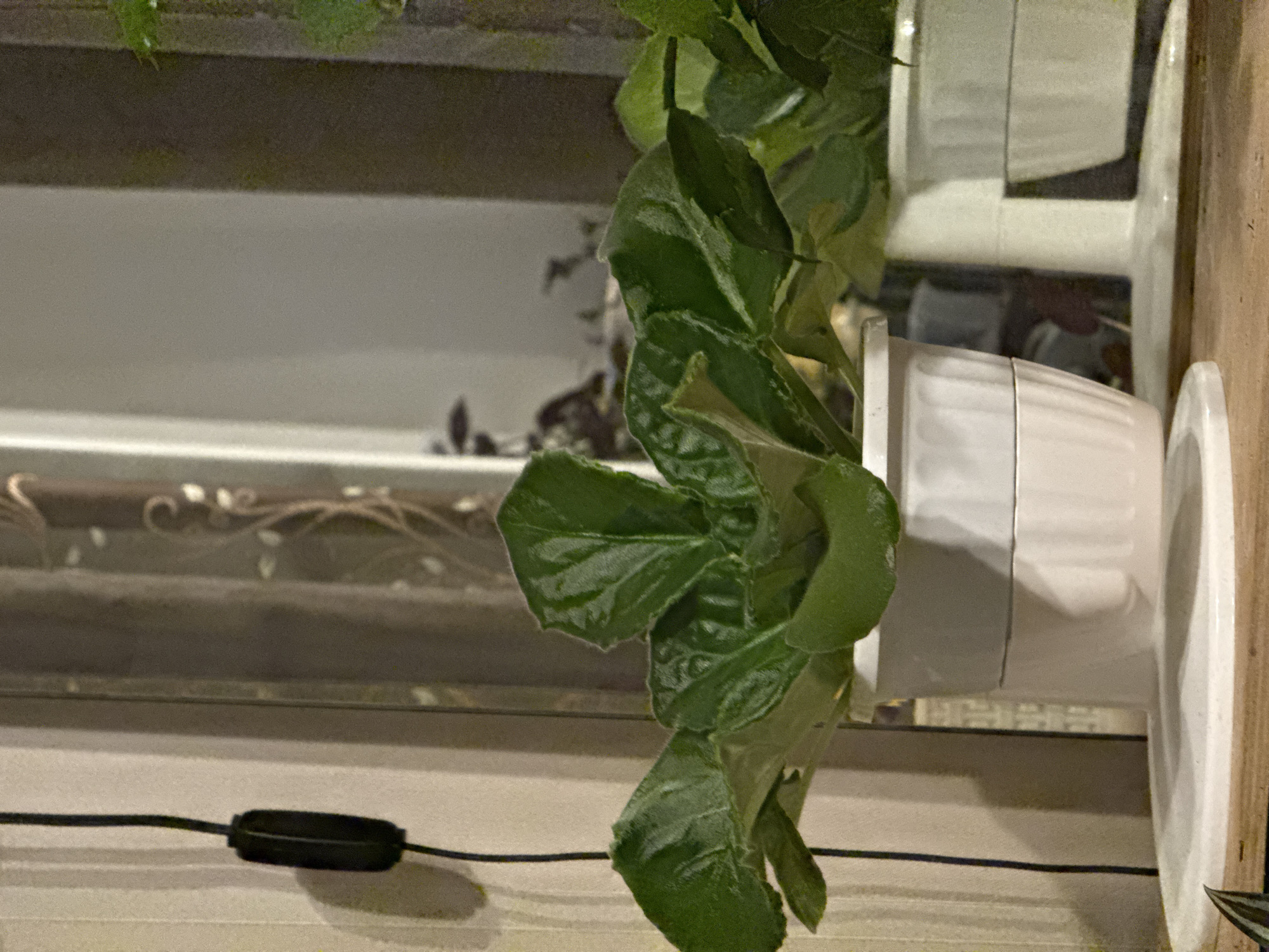 A potted plant with large, dark green, velvety leaves sits on a shelf. The pot is white and has a ridged texture. The plant is in the foreground of the image, with a blurred background that includes a curtain and a reflection of another potted plant. A black electrical cord with a switch hangs on the left side of the frame. The lighting is dim and appears to be artificial, casting shadows on the wall and the shelf. The scene is indoors, likely in a domestic setting.