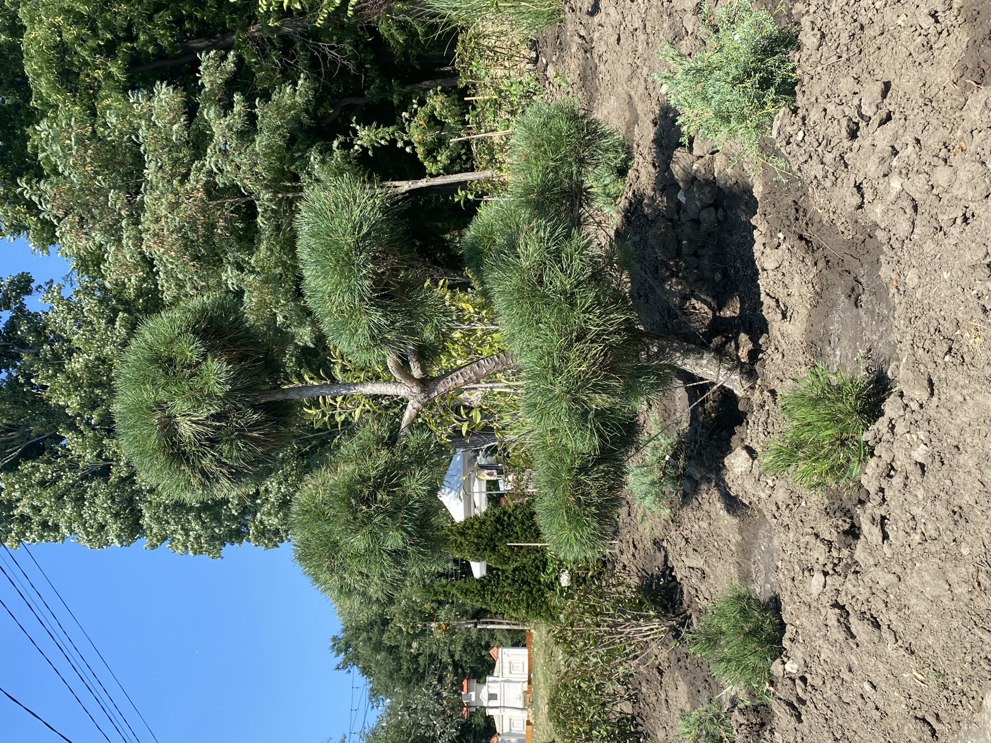 The image shows a meticulously pruned pine tree in what appears to be a park or botanical garden. The tree has a distinctive bonsai-like shape, with its branches sculpted into rounded tiers. The ground around the tree is bare soil, suggesting recent planting or landscaping. In the background, there are other trees, including evergreens and deciduous varieties, creating a lush green backdrop. A small, white, tent-like structure is visible further in the background, and to the left, a small, white building with a red roof, resembling a miniature church or chapel, can be seen. There are no people visible in the image. The sky is a clear, bright blue. Based on the architectural style of the building and the presence of mature trees, this scene could be located in a well-maintained public space in Chișinău, Moldova, possibly within the Dendrarium Park or a similar botanical or recreational area.