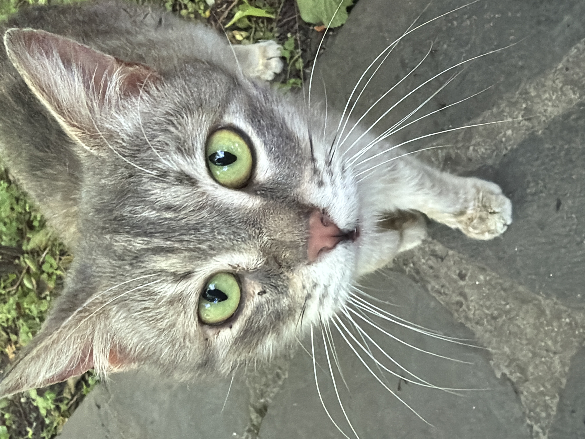 A close-up, top-down shot captures a gray tabby cat with vibrant green eyes. The cat's fur is a mix of gray hues, and it has long, white whiskers. A pink nose and visible paws rest on a gray stone surface. Green foliage is seen in the background. The location is Mtskheta, Georgia, although nothing in the image verifies this.