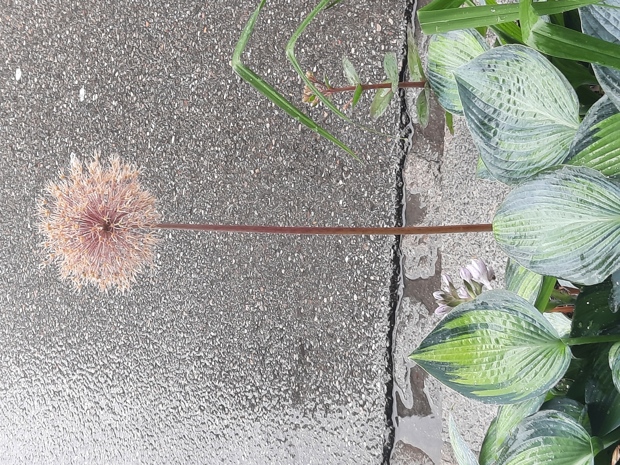 A tall, thin, reddish-brown stem rises from a cluster of large, textured green leaves. At the top of the stem sits a spherical, light-pink flower composed of numerous thin, radiating filaments. Behind the flower and leaves is a textured, grey, asphalt-like surface, likely a wet pavement. The scene appears to be outdoors, possibly in a garden or along a walkway. There are no people visible in the image. The location is identified as Rosenheim, Germany.