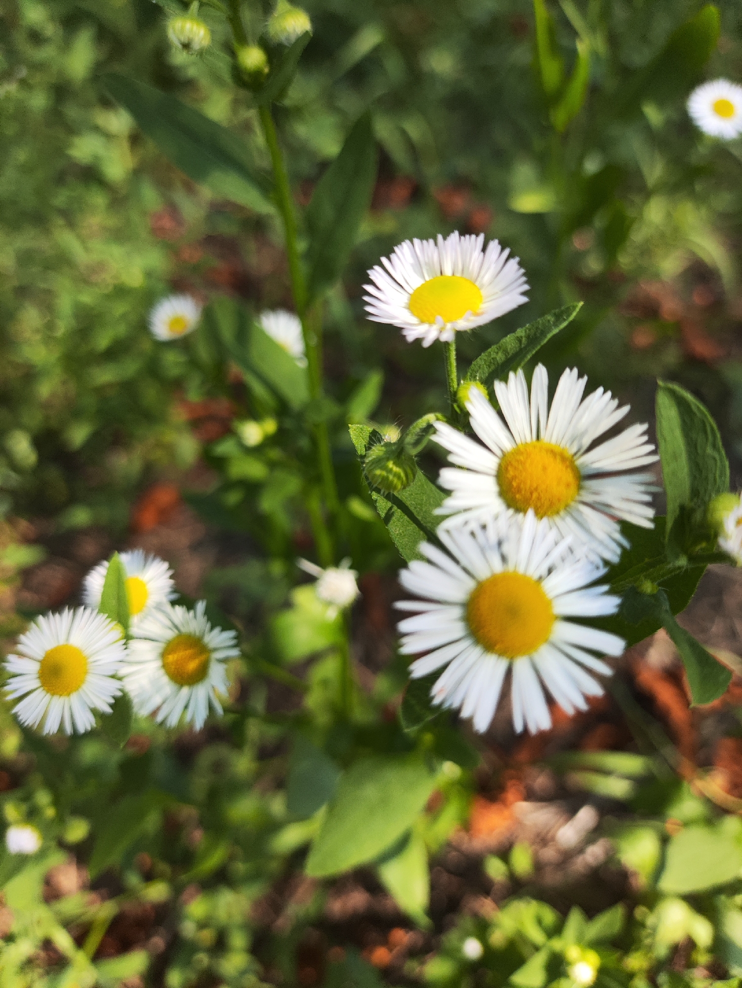 The image shows a close-up view of several white and yellow daisy-like flowers with green foliage and a blurred background. The flowers are in various stages of bloom, with some fully open and others in bud. The petals are delicate and white, surrounding a bright yellow center. The leaves are a deep green and appear to be slightly wet, possibly from dew or recent rain. The lighting suggests it is daytime, with sunlight filtering through the leaves and illuminating the flowers. The background is a soft blur of greens, browns, and possibly some reddish-orange elements, indicating a natural outdoor setting. There are no people, buildings, or any specific urban features visible in the image, making it impossible to determine if it is located in the city of Kharkiv, Ukraine, or any other specific location. The focus is entirely on the natural beauty of the flowers and their immediate surroundings.