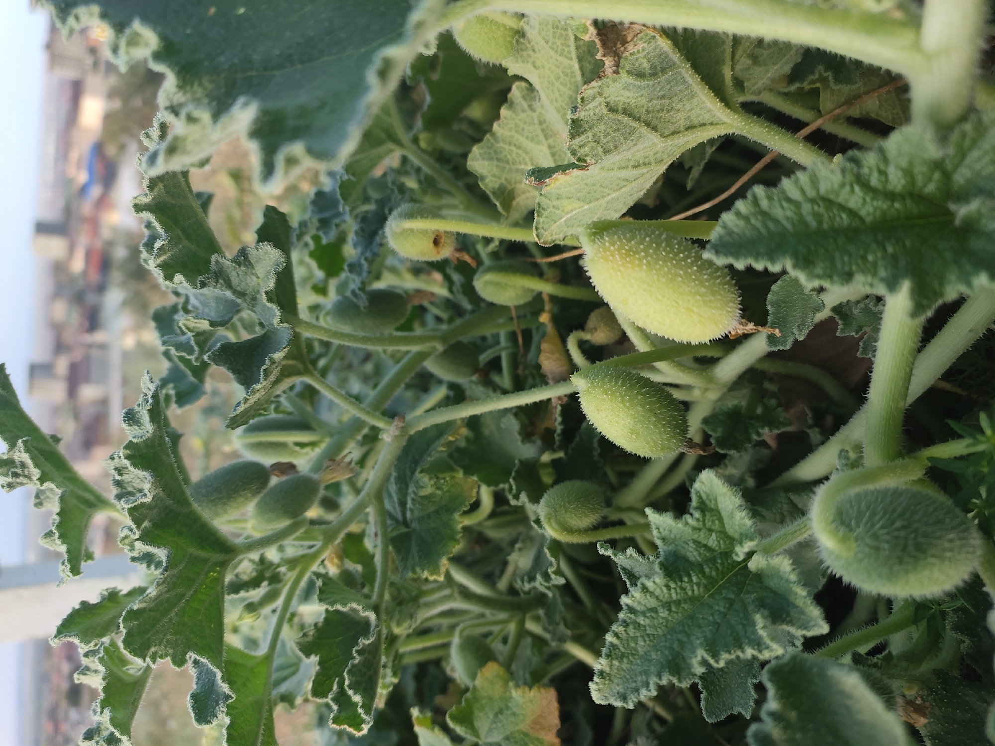 The image captures a close-up view of a spiky, green plant with several immature fruits. The fruits are oblong and covered in small, white spikes. The plant has large, lobed leaves with serrated edges that are also covered in fine hairs. The background is blurred, showing a distant cityscape with buildings and a hazy sky, suggesting an outdoor environment in an urban or semi-urban area. The lighting indicates it is daytime, possibly late afternoon or early morning due to the soft light. There are no people or animals visible in the frame. The image seems to be taken from a slightly elevated perspective, looking down on the plant. Given the mention of Makhachkala, Russia, the scene likely depicts a natural or cultivated area within or on the outskirts of the city.