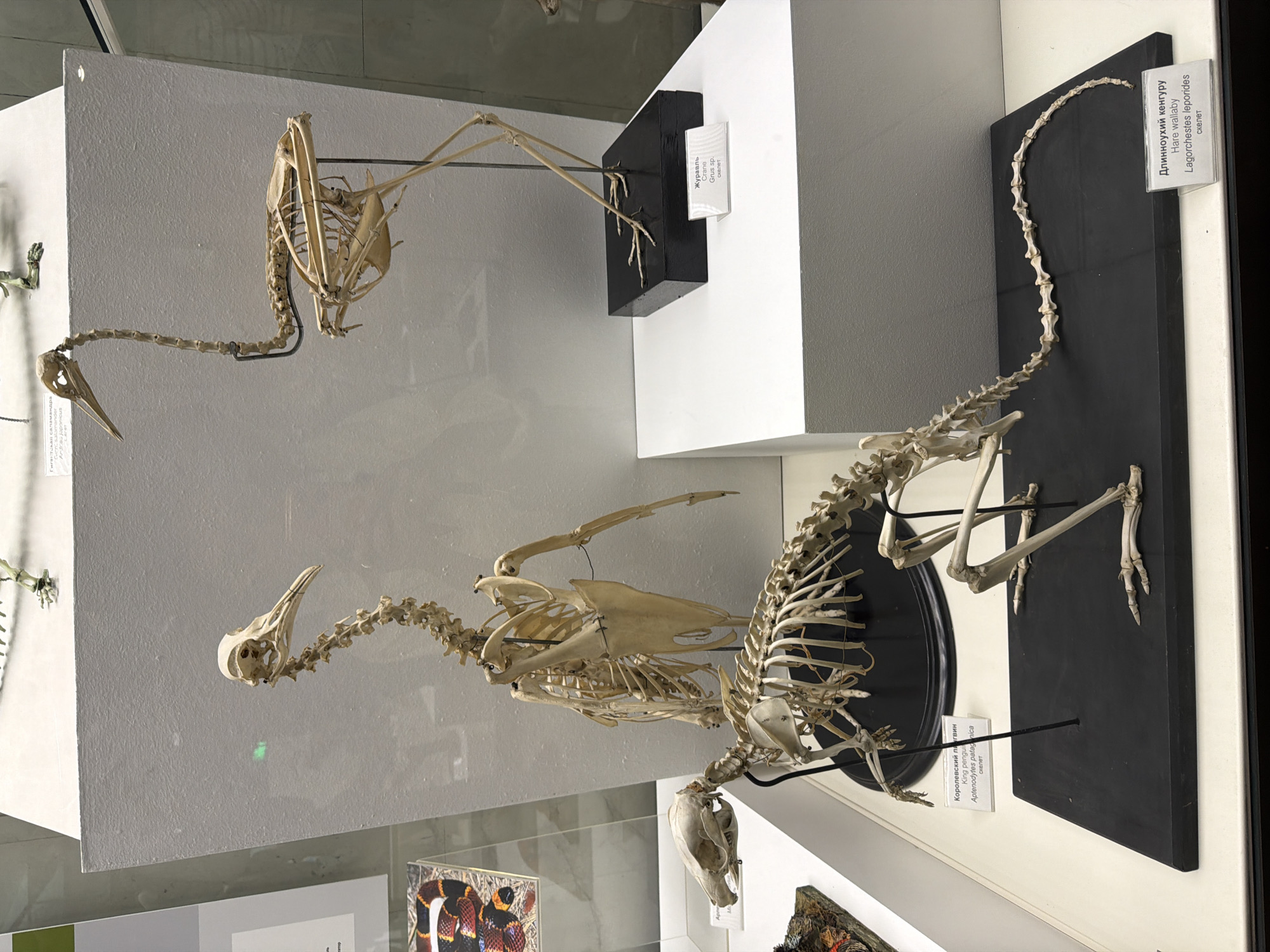 This is a photograph taken at eye-level of a museum exhibit featuring skeletons of various animals. In the foreground, a skeleton of a hare wallaby (Lagorchestes leporides) is positioned horizontally on a black display base. To the left and slightly behind the wallaby, the skeleton of a king penguin (Aptenodytes patagonica) stands upright on a black display base, with its head angled slightly to the left. In the middle ground, a tall, slender skeleton of a crane (Grus sp.) is displayed on a black rectangular base, with its long neck curved upwards and to the left. A label is visible on the base of the crane skeleton. Further in the background, another skeleton, possibly a salamander or a bird, is partially visible. The skeletons are displayed within a glass enclosure, with labels providing scientific names and common names in both Russian and English. The background consists of a plain, light-colored wall and display cases. The lighting is even and illuminates the subjects clearly.