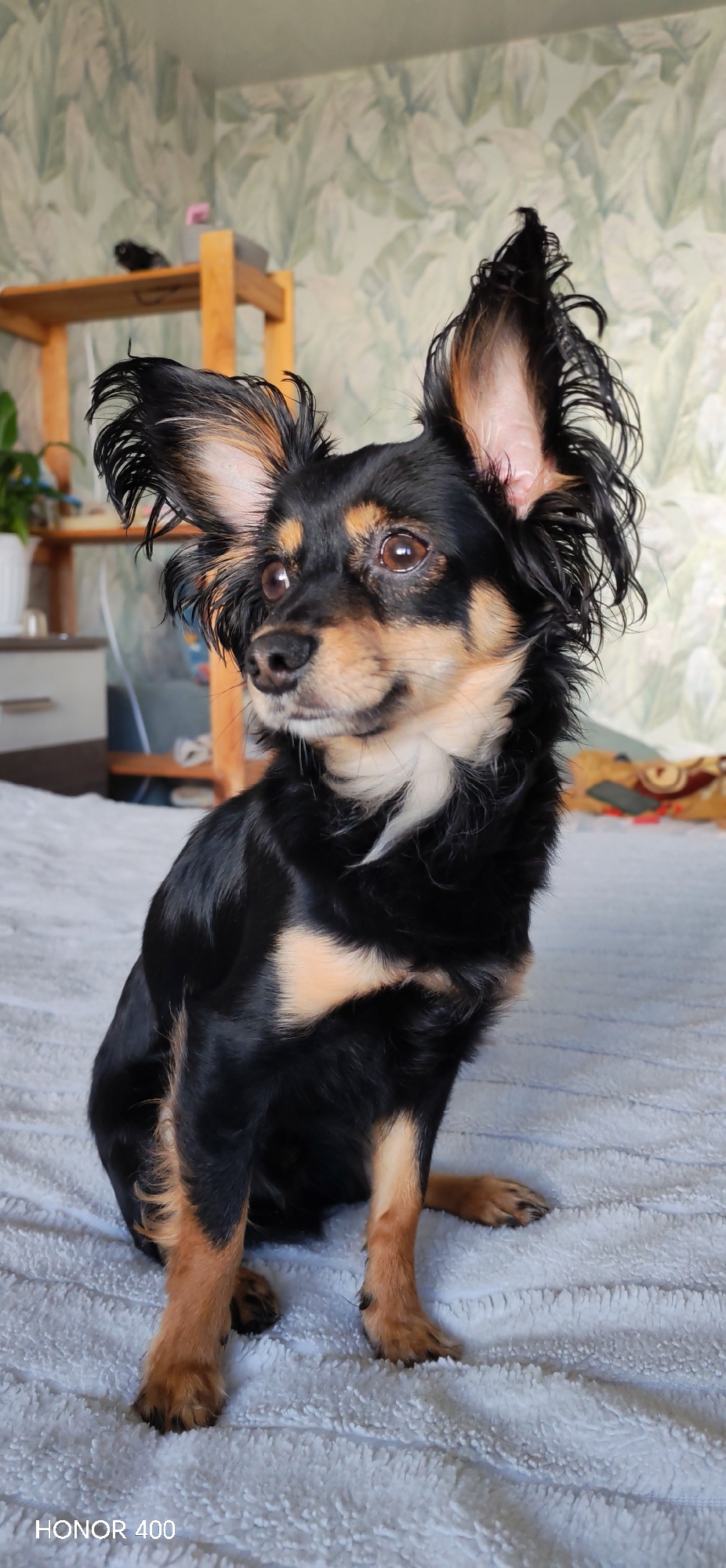 A small, long-haired black and tan dog with large, erect ears sits on a light-colored textured surface, likely a bedspread. The dog's coat is shiny and its expression is alert, looking to the left. The dog has tan markings on its muzzle, chest, and legs. The background includes a wall with a light green and white leaf pattern and a wooden shelf unit. The bottom of the image includes the text "HONOR 400". The photograph appears to have been taken indoors, in a domestic setting. There is no information to indicate the location is in the city of Noviy, Russia.