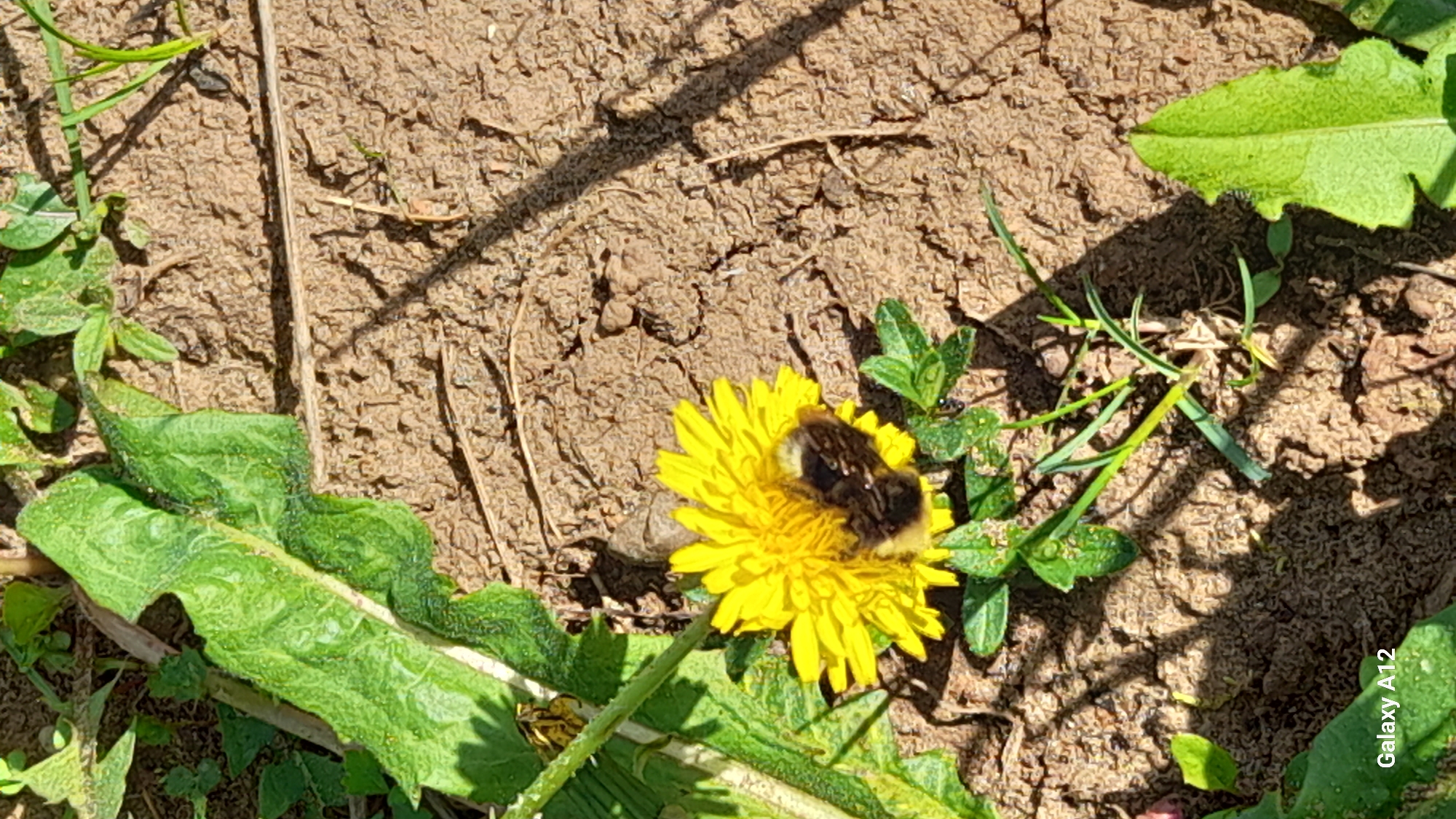 The image shows a bumblebee on a dandelion flower. The dandelion is in a grassy area with dirt visible. The location is not specified.
