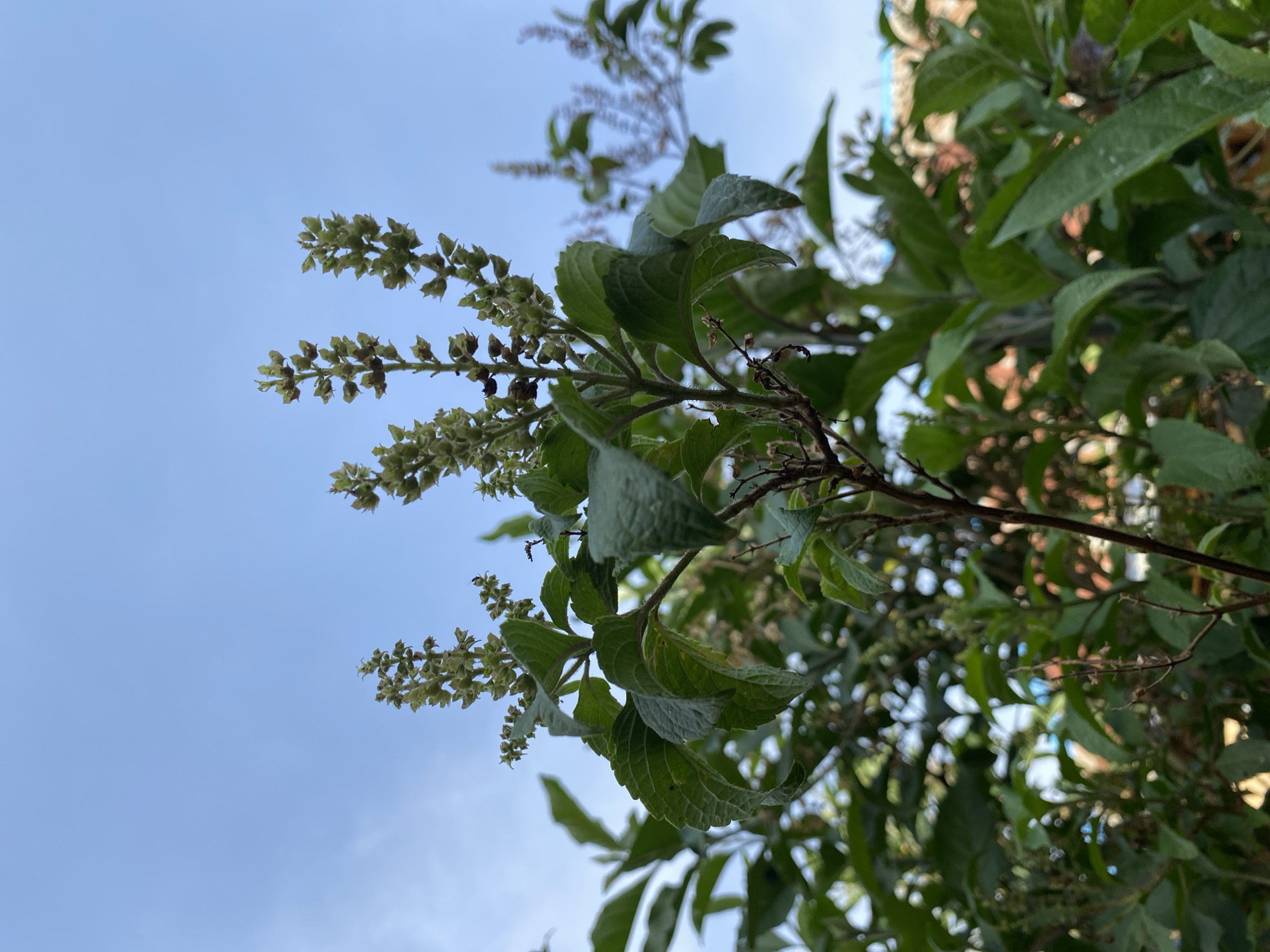 The image shows a plant with green leaves and flower spikes against a blue sky. The plant is located in Bukuru, Nigeria. The plant has several flower spikes with small green and brown seed pods. The leaves are green and have a textured surface. The sky is blue with some light clouds.