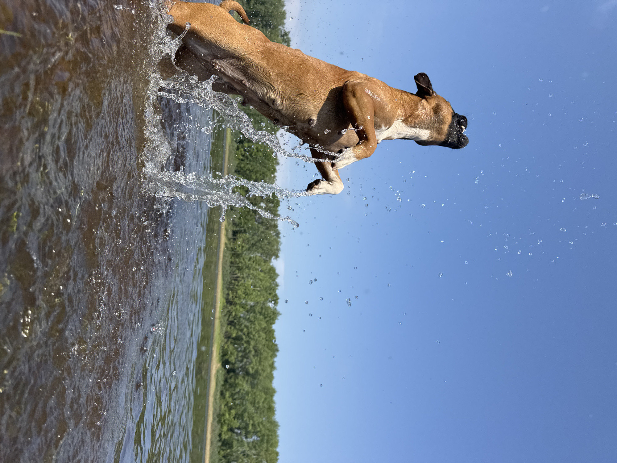 A medium-sized, tan-colored dog is captured mid-air, leaping out of murky, brown water with its front paws extended. Water splashes dramatically around the dog, with droplets suspended in the air. The dog's mouth is open, and its head is tilted upwards towards the clear blue sky. In the background, a lush green treeline borders the water, suggesting a natural landscape. The overall scene evokes a sense of playful energy and freedom. The image does not provide specific details or context to pinpoint its exact location within the city of Chaikovsky, Russia.