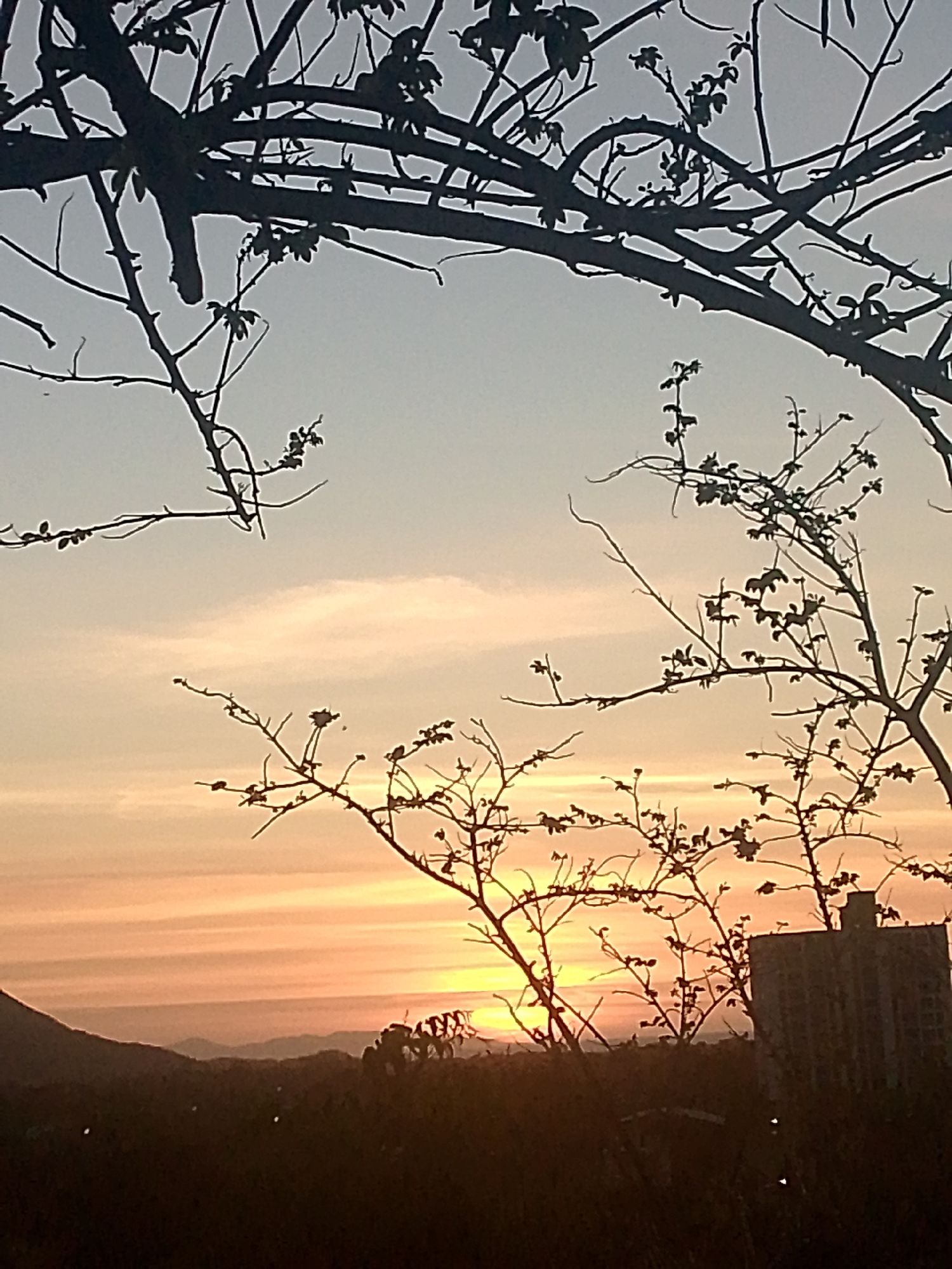 The image displays a sunset over Juan Griego, Venezuela, with the sun positioned low on the horizon. The sky exhibits a color gradient, transitioning from bright yellow and orange directly above the horizon to pale blue-grey at the top of the frame. Horizontal bands of light orange and pinkish clouds are visible in the central sky.
In the foreground, numerous tree branches and twigs, predominantly dark and silhouetted, are prominent. A thick branch originates from the upper left, extending downwards, while a dense network of finer branches with sparse leaves occupies the mid-right and central portions of the frame.
To the far right, a multi-story building structure is silhouetted against the bright horizon. Its form is indistinct due to backlighting, but architectural elements are discernable on its rooftop. Below the prominent tree branches and building, a dark, indistinct landmass or dense vegetation covers the immediate lower portion of the image.
In the distant background, multiple layers of mountains appear as dark, undulating silhouettes against the illuminated sky, with a notable peak visible on the far left. No individuals or specific actions are depicted.