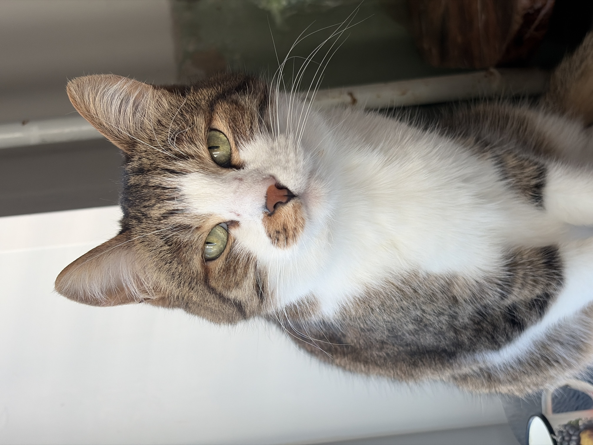 The image shows a cat with brown tabby and white fur. The cat is looking directly at the camera with green eyes. It has a pink and brown nose with long white whiskers. The cat appears to be resting on a white surface near a window with a blurry background of what looks like a plant or other objects. There is no information in the image to suggest the location is in Chaikovsky, Russia.