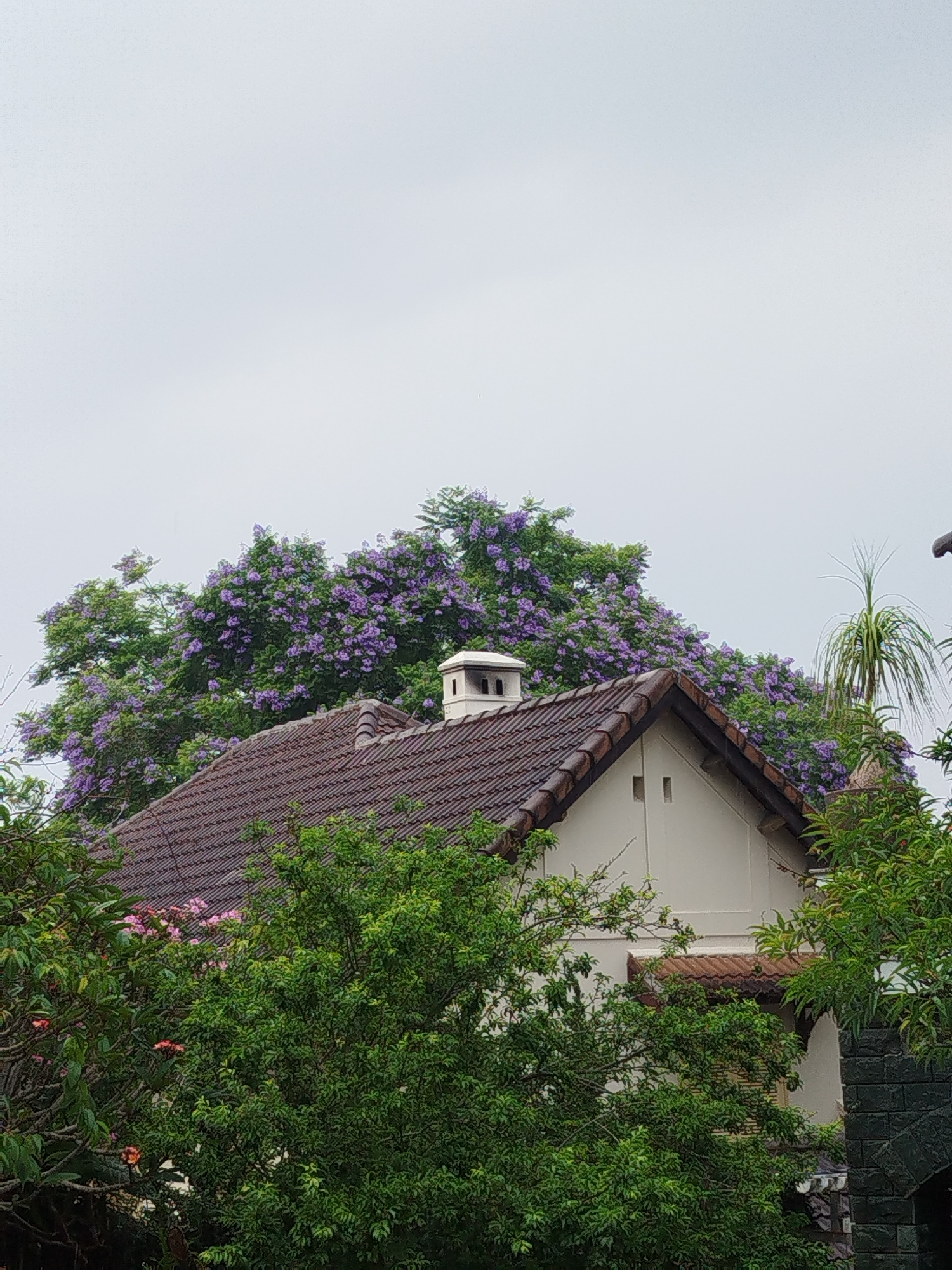 A partial view of a house is framed by foliage, likely in Da Lat, Vietnam, given the presence of jacaranda trees in bloom. The house has a reddish-brown tiled roof, a white chimney, and a light-colored stucco facade. Jacaranda trees, bearing abundant purple flowers, rise behind the house. In the foreground, various green plants and trees obscure the lower portion of the house. The sky is overcast. A portion of what appears to be a brick or stone structure is visible on the right side of the frame.