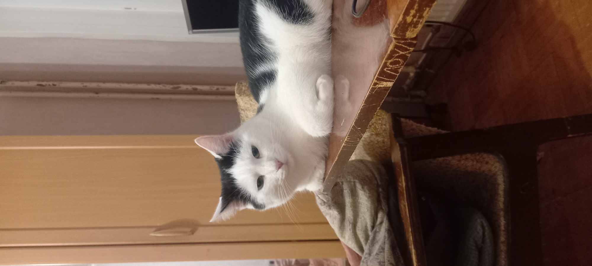 A black and white cat is lying on a wooden table. The cat is facing the camera with its head turned slightly to the left. Its fur is mostly white with black patches on its head, back, and tail. The cat's eyes are partially closed, and its mouth is slightly open, revealing a pink tongue. The table is made of dark wood and has a glossy finish. It appears to be scratched and worn in places. Behind the cat, a wooden cabinet is visible, as well as a wall with some pipes. The floor is made of wooden planks. The image is taken indoors, likely in a residential setting. The scene does not contain any specific landmarks or identifying features that would allow for pinpointing its location within Izhevsk, Russia.