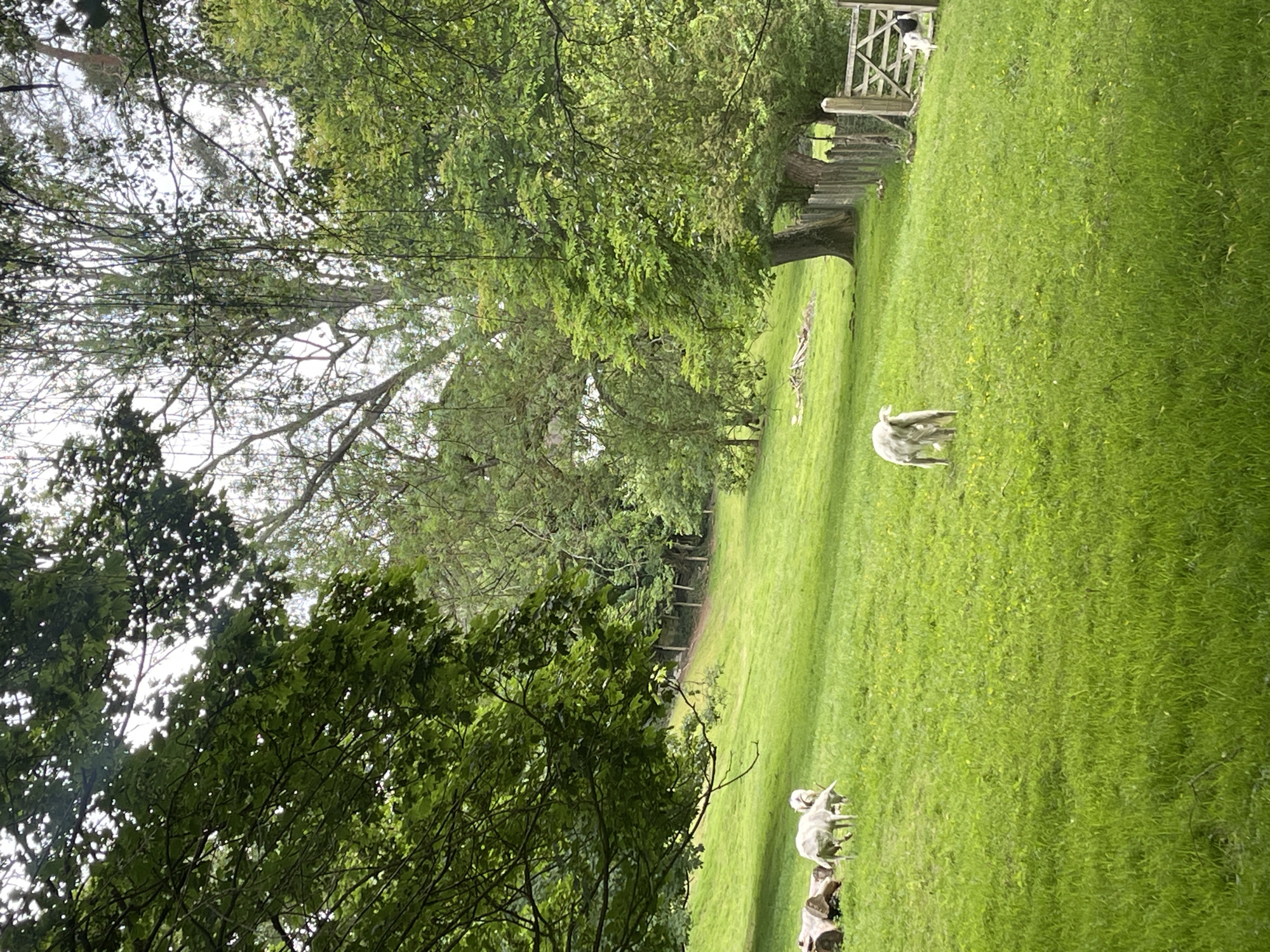 The image shows a lush green field, possibly a pasture, in Maidstone, United Kingdom. In the field, there are several sheep. The sheep are grazing on the grass. A wooden fence runs along the edge of the field. There are several large trees providing shade in parts of the field. A wooden gate is visible at the end of the field with a dog standing upon it. The sky is partially obscured by tree branches, suggesting it may be overcast.