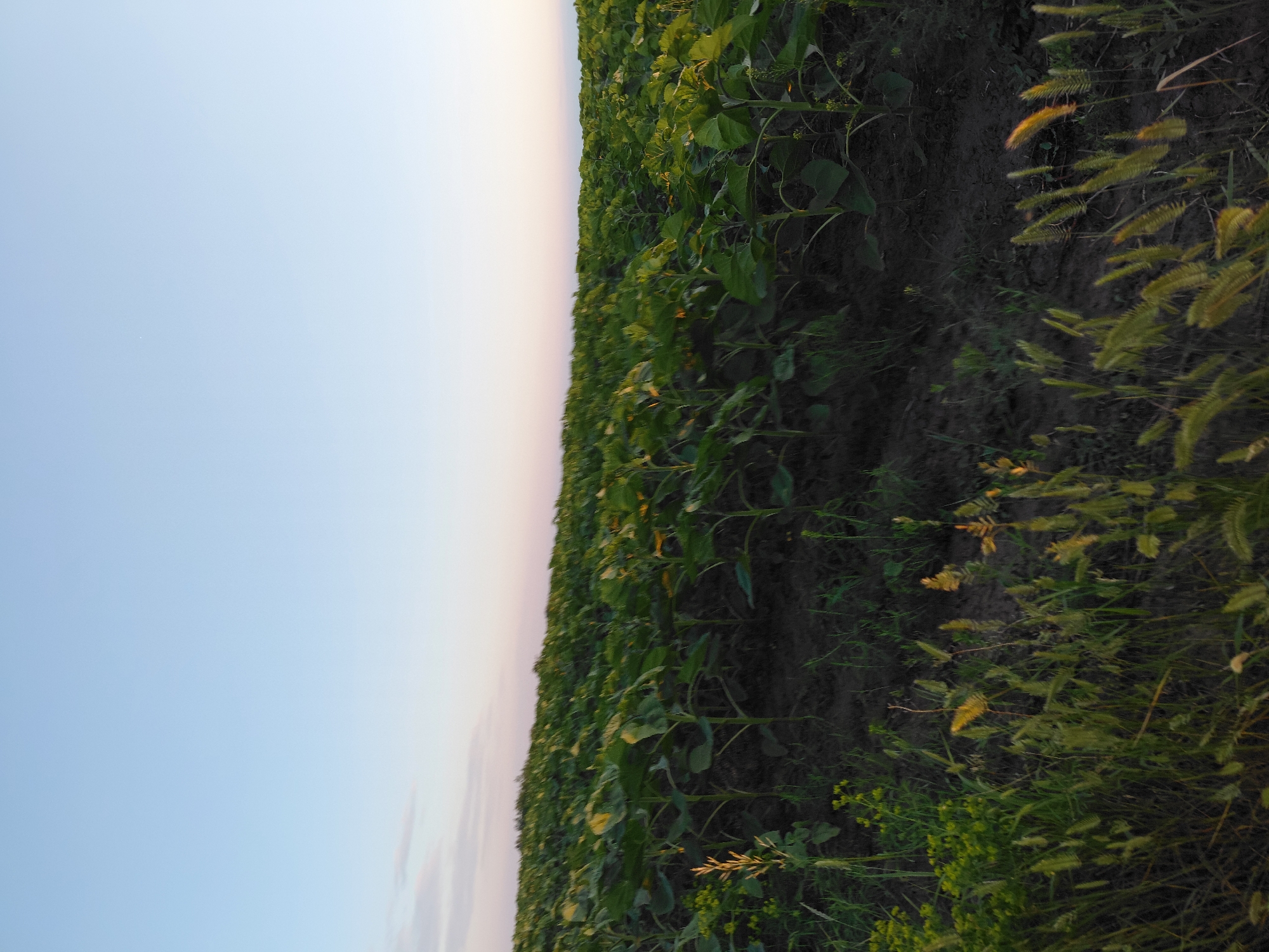 This is a low-angle, medium shot of a field of young sunflowers under a clear, pale blue sky with a faint pink hue at the horizon. The sunflowers are densely planted and are still in their early growth stages, with large, dark green leaves and thin stems. The soil is dark brown and appears somewhat dry. In the foreground, there is a mix of green grass and some yellowish-green wildflowers. The lighting suggests it is either sunrise or sunset.