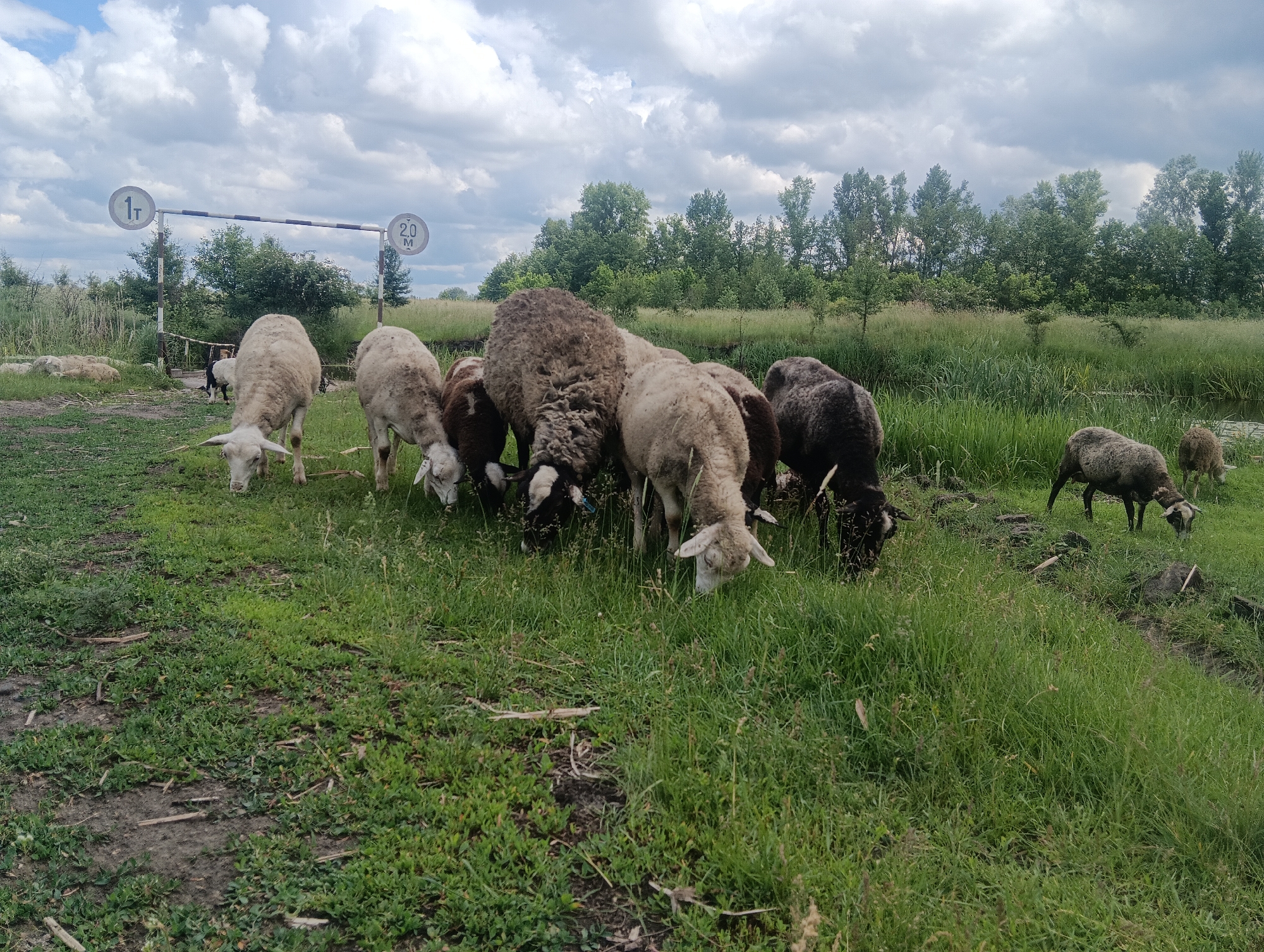 A herd of sheep are grazing in a grassy field under a cloudy sky. A roadside sign indicates a weight limit of 1 ton and a height limit of 2.0 meters. The sheep are of various colors, including white, brown, and black. Some of the sheep are in the foreground, while others are in the background. A few of the sheep are lying down in the grass. The field is bordered by trees and a body of water, possibly a pond or stream. The overall scene depicts a rural landscape with livestock.