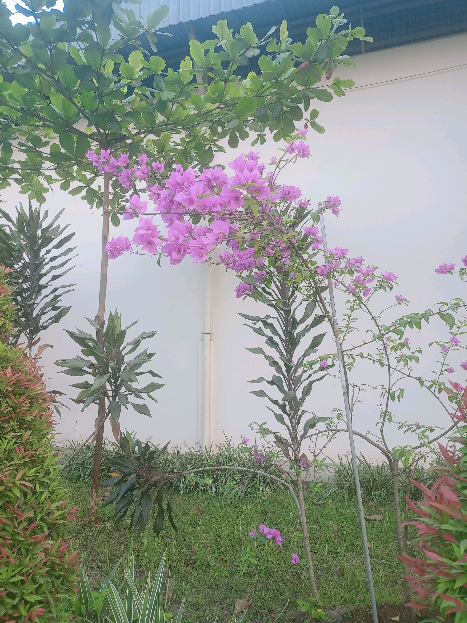 The image captures an outdoor scene in Klapanunggal, Indonesia, featuring a variety of plants and a building in the background. In the foreground, lush green grass covers the ground, interspersed with some thinner, blade-like green and white foliage plants. To the left, a dense hedge with new growth displaying reddish-pink tips forms a vibrant border.
Behind the hedge, two tall, slender plants with long, dark green leaves stand upright. To their right, a delicate vine with numerous small, bright pink flowers, identified as bougainvillea, trails across the frame. The bougainvillea is supported by thin, grey stakes. Further to the right, another bougainvillea plant with sparser pink flowers is visible.
Dominating the upper portion of the image is a mature tree with broad, oval-shaped green leaves. The leaves create a dense canopy, partially obscuring a light-colored building wall behind it. The building wall is smooth and painted a pale off-white or cream color, with a faint vertical line suggesting a joint or support structure. Above the wall, a portion of a corrugated metal roof, painted a dark blue, is visible. The overall impression is a well-maintained garden area adjacent to a building.