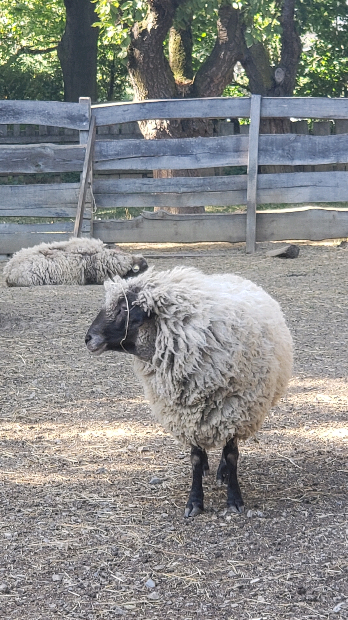 The image depicts an outdoor farmyard scene, likely in Prešov, Slovakia, characterized by a rustic wooden fence and dry, straw-covered ground. In the foreground, a sheep with thick, off-white wool and a dark face stands facing left. A thin, light-colored rope or string is tied around its neck. Behind this sheep, another sheep lies down, also with thick wool, facing away from the camera. The fence is constructed from horizontal wooden planks, weathered and aged, with vertical supports. Behind the fence, trees with green foliage are visible, suggesting a natural, rural environment. The lighting indicates it is daytime, with some shadows cast on the ground.