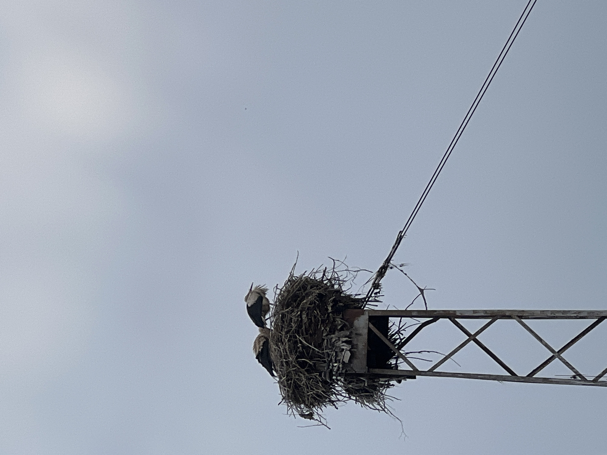 Two storks are perched in a large, messy nest constructed from twigs and debris atop a metal tower. The tower has a lattice structure and appears to be a utility pole. Overhead power lines extend diagonally across the frame. The sky is overcast and a pale blue. The scene is set in Svaliava, Ukraine.