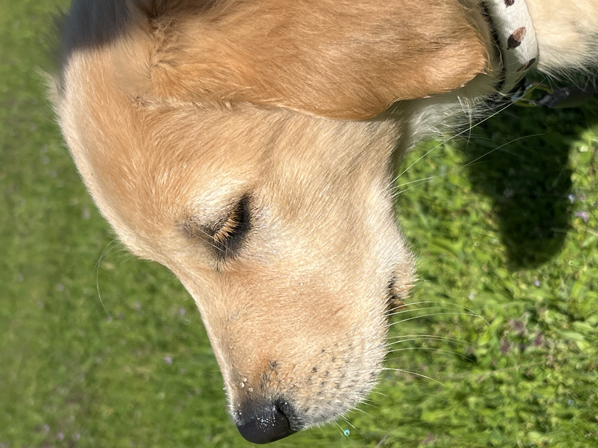 The image shows a close-up of a light-colored dog, likely a Golden Retriever, lying on a green grassy surface. The dog is facing left, with its head slightly tilted downwards. The dog's fur is smooth and appears well-groomed. It has a black nose, and some debris is visible on its nose and muzzle. The dog is wearing a collar with a pattern. The background consists of green grass. The location is unknown. The city of Zlatolist, Bulgaria is not related to this picture.