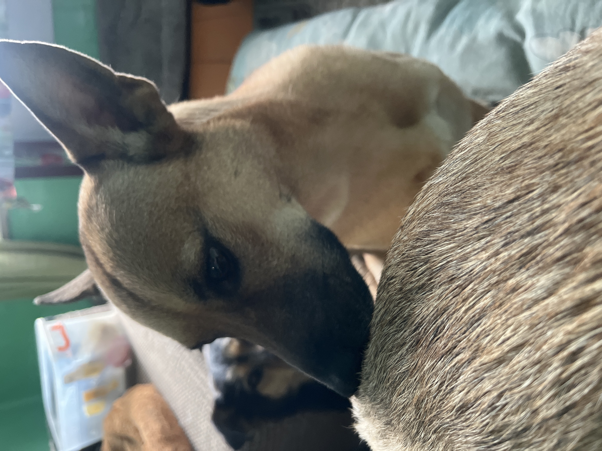 This image captures an intimate indoor moment featuring multiple dogs in Nizhny Tagil, Russia, likely during the daytime. In the foreground, the back and side of a dog with short, textured brownish-gray fur are visible, occupying much of the right side of the frame.
To its left, another dog with light tan and darker brown fur around its face has its head lowered, appearing to nuzzle or sniff the body of the foreground dog. One of its dark, visible eyes conveys a calm expression. Partially obscured beneath the tan dog's head, a smaller, brown furry shape suggests the presence of a third, likely younger dog or puppy, hinting at a family group or a mother dog with her offspring.
The background is soft and out of focus, indicating an indoor setting. A blurry green object is visible on the left, while a textured, light-colored surface, possibly a bed or blanket, spans the upper background. In the bottom left corner, a clear plastic container is visible next to the tan dog's head. On this container, a blurry red mark resembling the letter "J" and some indistinct yellow shapes can be discerned. The lighting appears natural, suggesting daylight, and the overall scene evokes a sense of quiet closeness and domestic tranquility among the canine subjects.