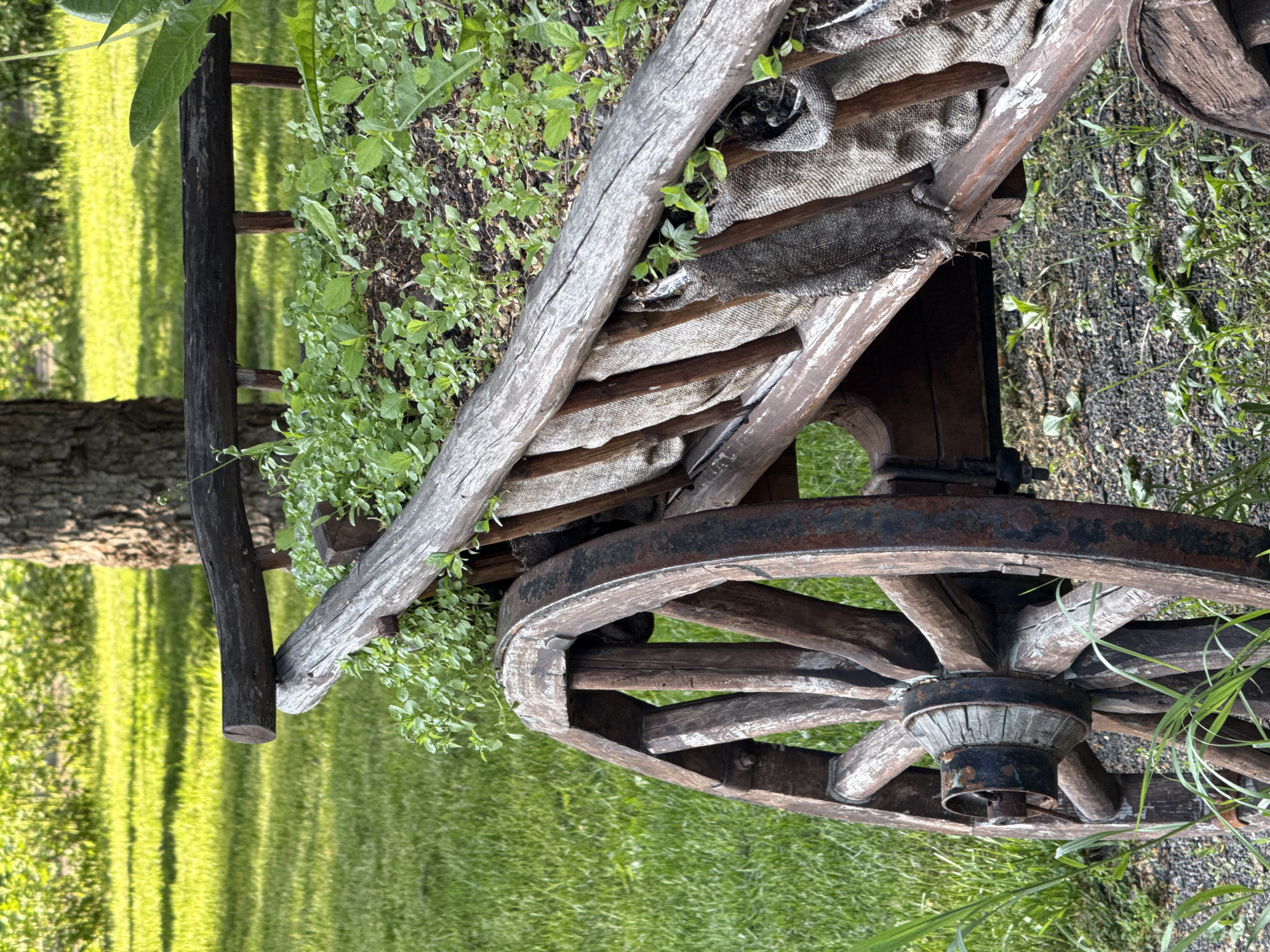 An antique, wooden wagon with a rusty metal wheel sits on a grassy surface. Part of a tree trunk is visible in the background, suggesting a park-like setting. The wagon's canopy is partially covered with tattered, coarse cloth, and greenery grows around and on it. No people are visible in the image. The scene is likely located in a natural or landscaped area, potentially within the city of Moscow, Russia.