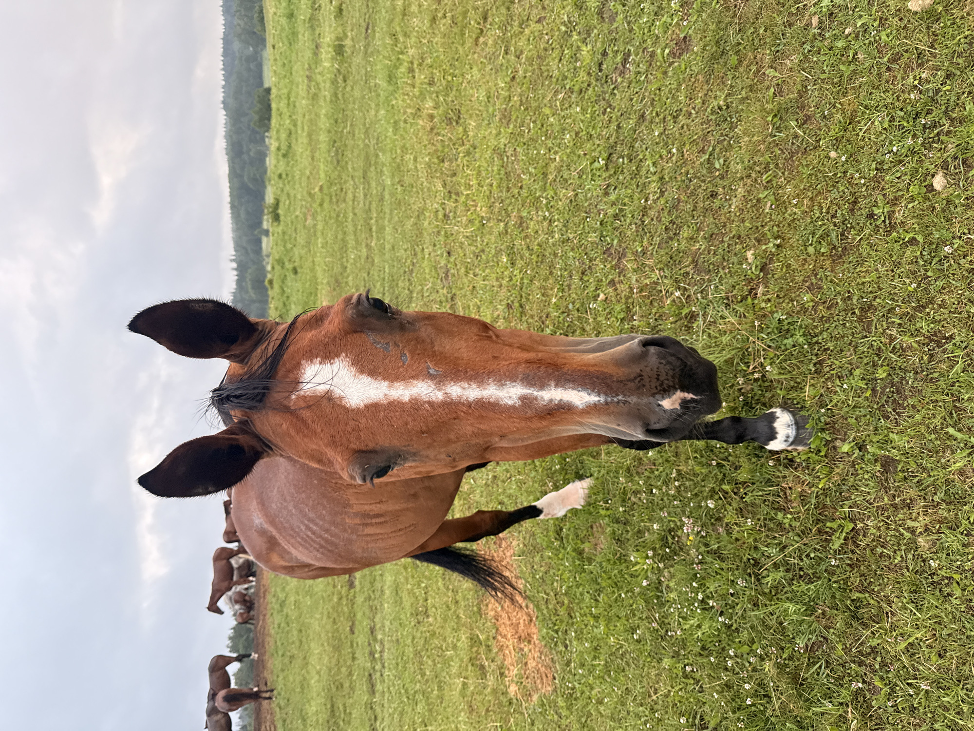 In Galinė, Lithuania, on an overcast day, a brown horse with a white blaze on its face stands in a grassy field. The horse is facing forward, its ears pointed up. Other horses are visible in the background, grazing in the distance. The field is a vibrant green, dotted with small white wildflowers. A treeline forms the horizon under a cloudy sky.