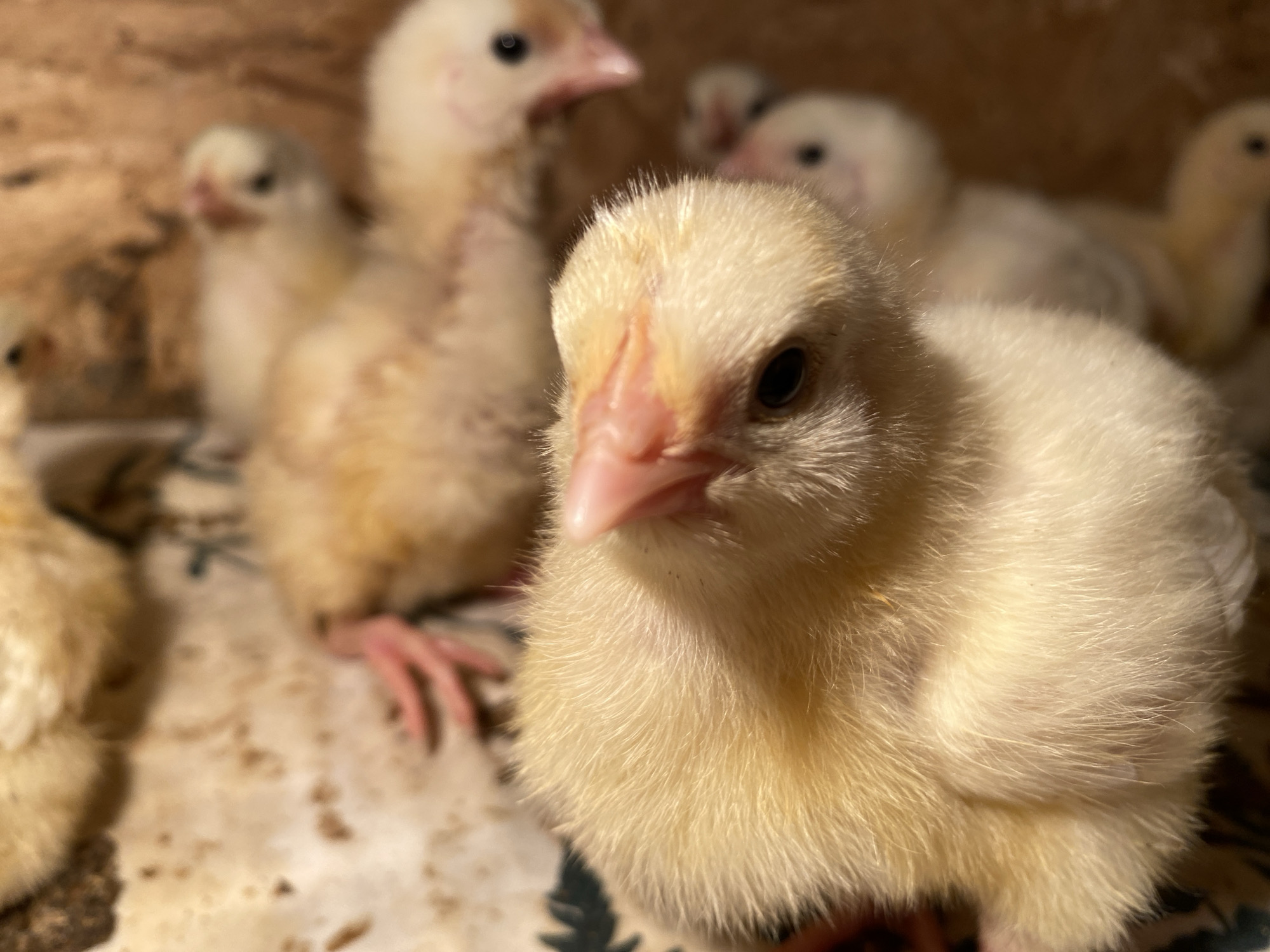 A close-up, low-angle, indoor shot features a group of young chicks, likely newly hatched. The primary subject, a light yellow chick, is in sharp focus in the foreground, its beak slightly ajar and its dark eye clearly visible. Its fluffy down is well-defined, with a small pinkish area near its beak. In the midground and background, several other chicks are visible, but out of focus, appearing as lighter yellow and white shapes. Their bodies are rounded and covered in downy feathers. One chick in the midground has its pink feet visible. The environment appears to be a coop or nesting box, with a textured wooden background and a patterned surface beneath the chicks. The lighting is warm and natural, casting soft shadows. The location is not specified in the image, and no information is provided about Kisliakovskaya, Russia.