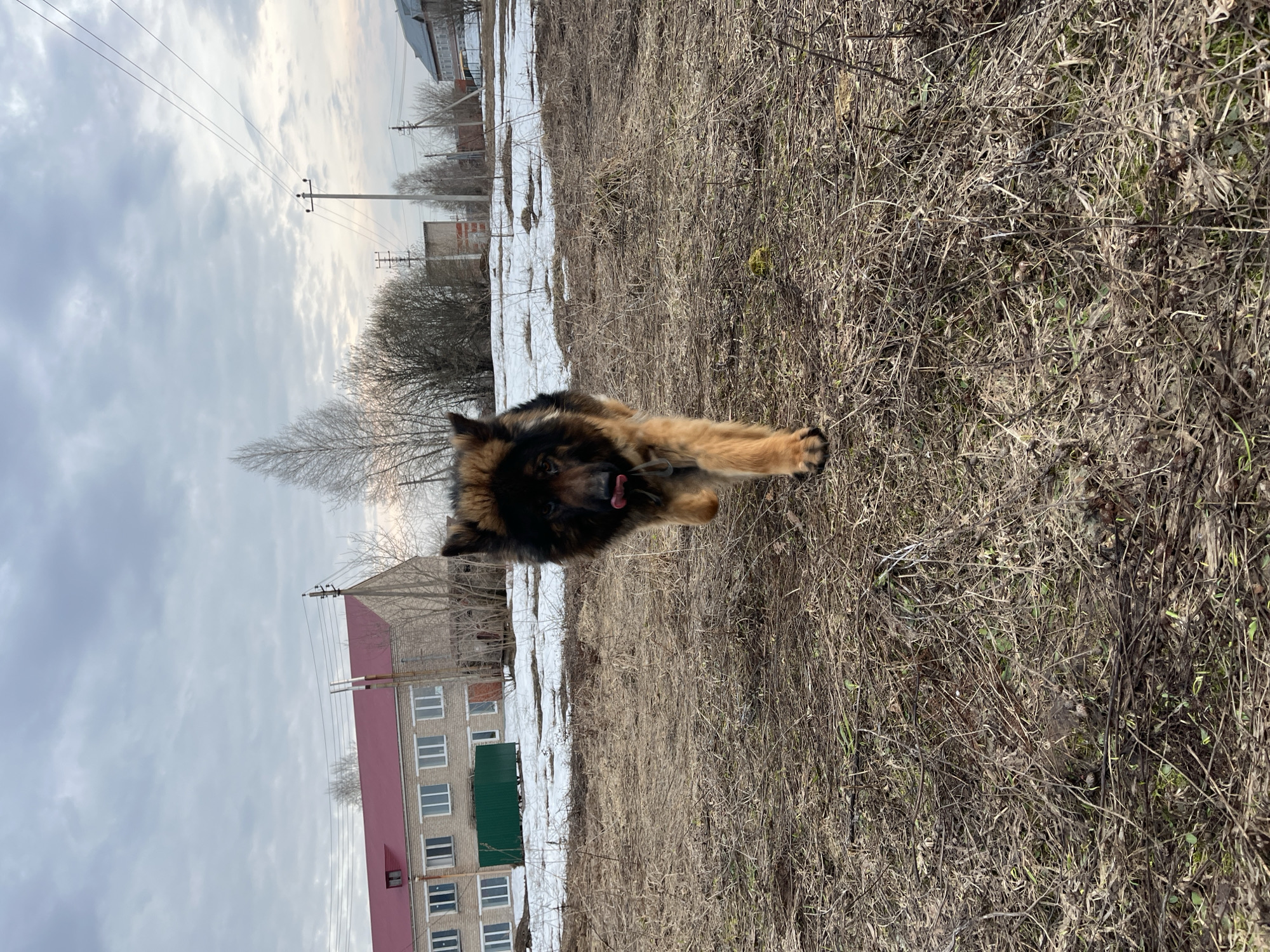 The image depicts a medium-sized, long-haired German Shepherd dog in a field of dry, brown grass and sparse patches of remaining snow. The dog is positioned in the center of the frame, facing the viewer, with its tongue slightly protruding. In the background, a multi-story building with a light-colored facade and a red roof is visible. A green fence is adjacent to the building. Utility poles and wires are overhead, and bare trees are scattered across the landscape. The sky is overcast. Based on the information provided, the location is Pavlovka, Russia.