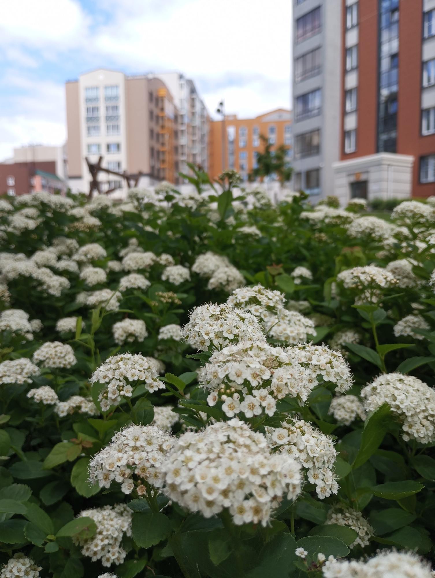 The image captures a close-up of a dense, flowering shrub, set against a blurred background of modern residential buildings. The foreground is filled with numerous clusters of small, white, five-petaled flowers, likely a Spiraea species, which are in sharp focus. The flowers exhibit visible stamens, giving them a delicate, fluffy appearance, and are surrounded by lush green leaves.
In the soft-focus background, several multi-story apartment buildings are visible under a partly cloudy blue sky. On the left, a building with light beige and white sections and many windows is prominent. To its right, another building features a blend of tan/orange and grey architectural elements. On the far right, a building with a red-brown and grey facade, detailed with a white base and entrance, stands. The architectural style suggests contemporary urban development, consistent with a location like Pervomaysky, Russia.
The scene depicts a peaceful daytime setting, likely in late spring or early summer due to the profusion of blooms and the bright, diffused light. No people or specific activities are visible. The photograph utilizes a shallow depth of field, emphasizing the intricate details of the blooming flowers while rendering the urban environment as an impressionistic backdrop. There is no visible text in the image.