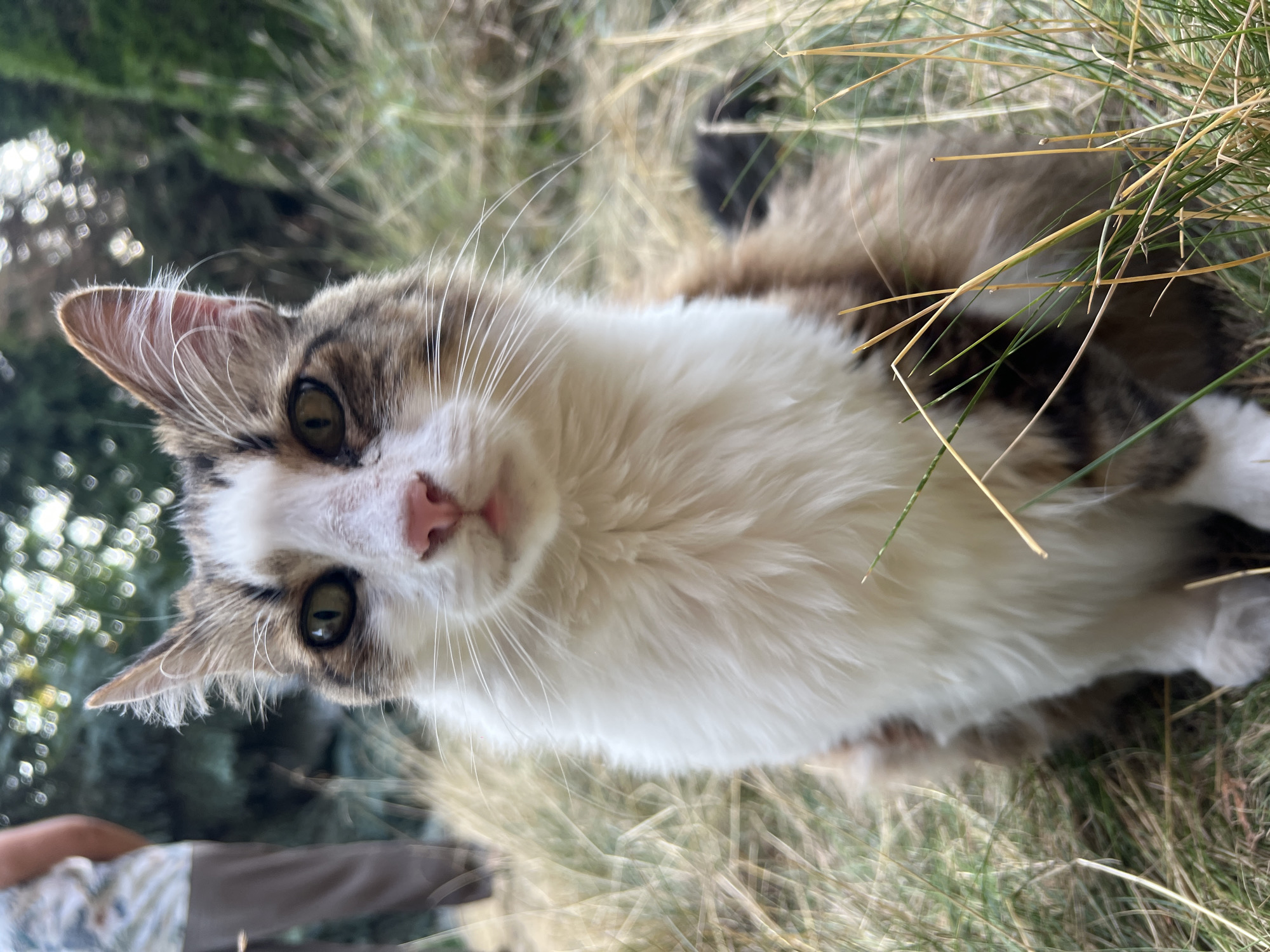 An eye-level, medium shot captures a fluffy, medium-haired cat with white, brown, and black markings sitting in dry, overgrown grass. The cat's face is the primary focus, with its pink nose and large, yellow-green eyes looking directly at the camera. Its ears are perked up and angled slightly outwards, and white whiskers fan out from its muzzle. The background is blurred, showing hints of green foliage and out-of-focus bokeh lights, suggesting an outdoor setting like a garden or park. To the left and slightly out of focus, a person wearing a light-colored, patterned shirt and dark pants is visible, facing away from the camera. The overall impression is of a candid moment with a domestic animal in a naturalistic environment. The image does not contain any specific landmarks or visual cues that would place it in the city of Fontanka, Ukraine.