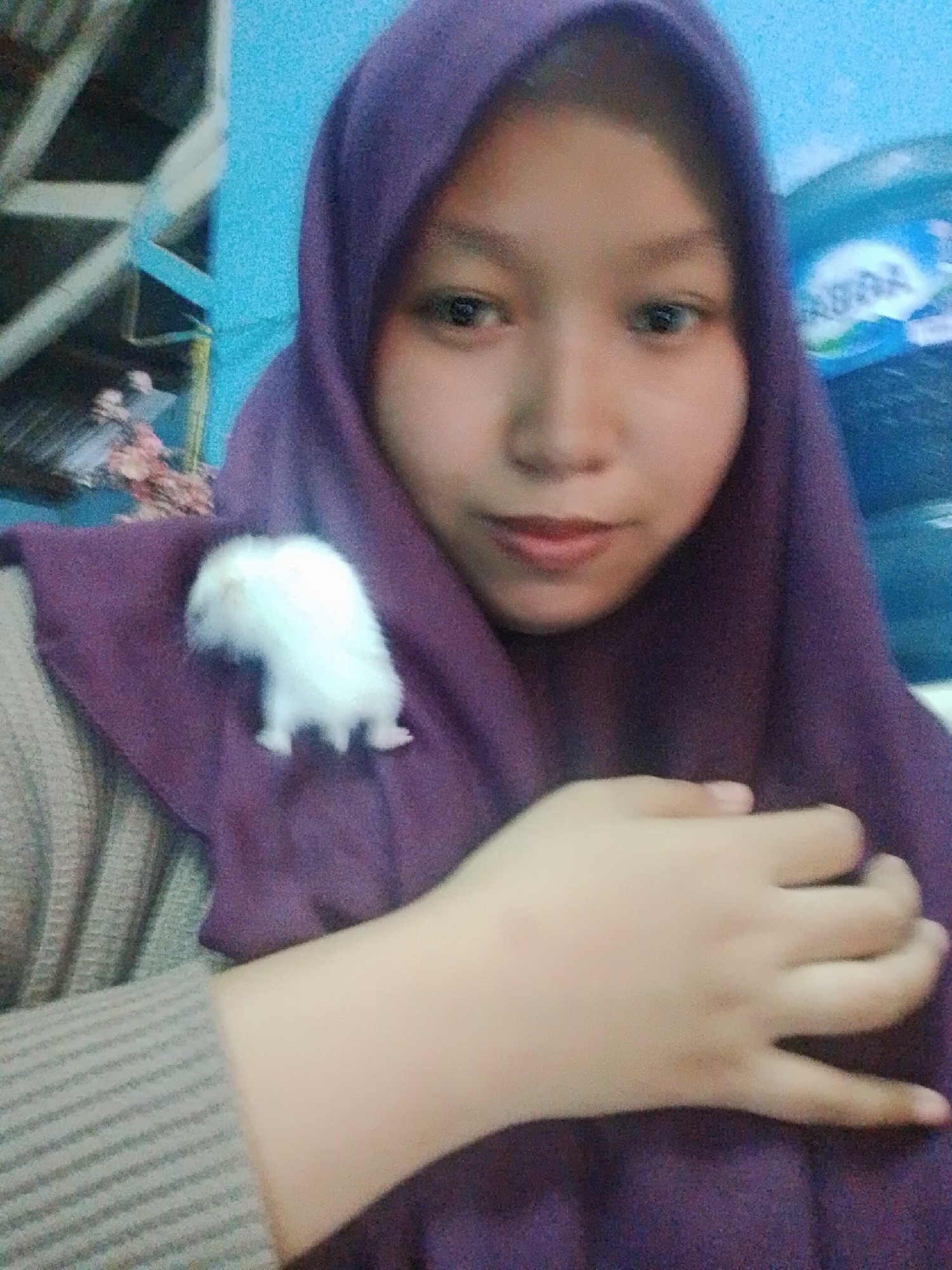 In a bright indoor setting, a young woman wearing a purple hijab and a light-colored striped sweater is holding a small, fluffy white hamster on her chest. The hamster is positioned on the fabric of her hijab, facing away from the camera. The woman's right hand is visible, resting on the hamster and the hijab. The background is a vibrant blue wall, with some out-of-focus objects on the left and right. The image quality is somewhat grainy, with some motion blur. The location in Bencongan, Indonesia, is not discernible from the visual information provided.