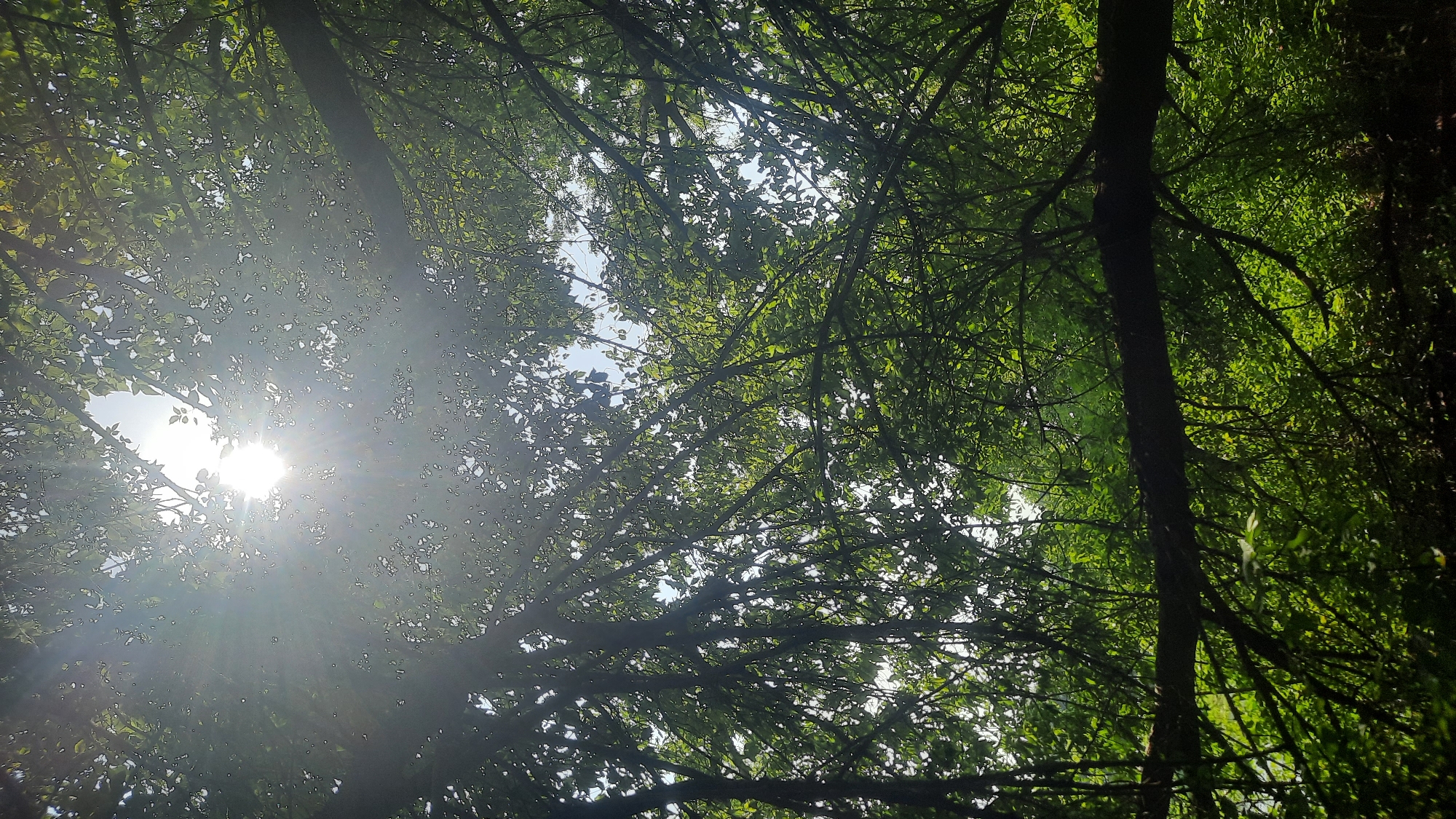 The image is a low-angle shot looking up through a dense canopy of green foliage and branches. The sun is visible in the upper center of the frame, partially obscured by leaves, casting bright rays and creating a lens flare effect. The branches are dark and spread across the frame, some appearing to be from a large tree. The leaves are a vibrant green, creating a dappled light effect as sunlight filters through. A thick, dark branch is prominently positioned horizontally across the lower half of the image. The background is a mix of bright sky and darker areas of foliage. The scene appears to be an outdoor natural setting, possibly a park or wooded area. Without specific landmarks, identifying the exact location in Shklov, Belarus is not possible from the visual information provided.