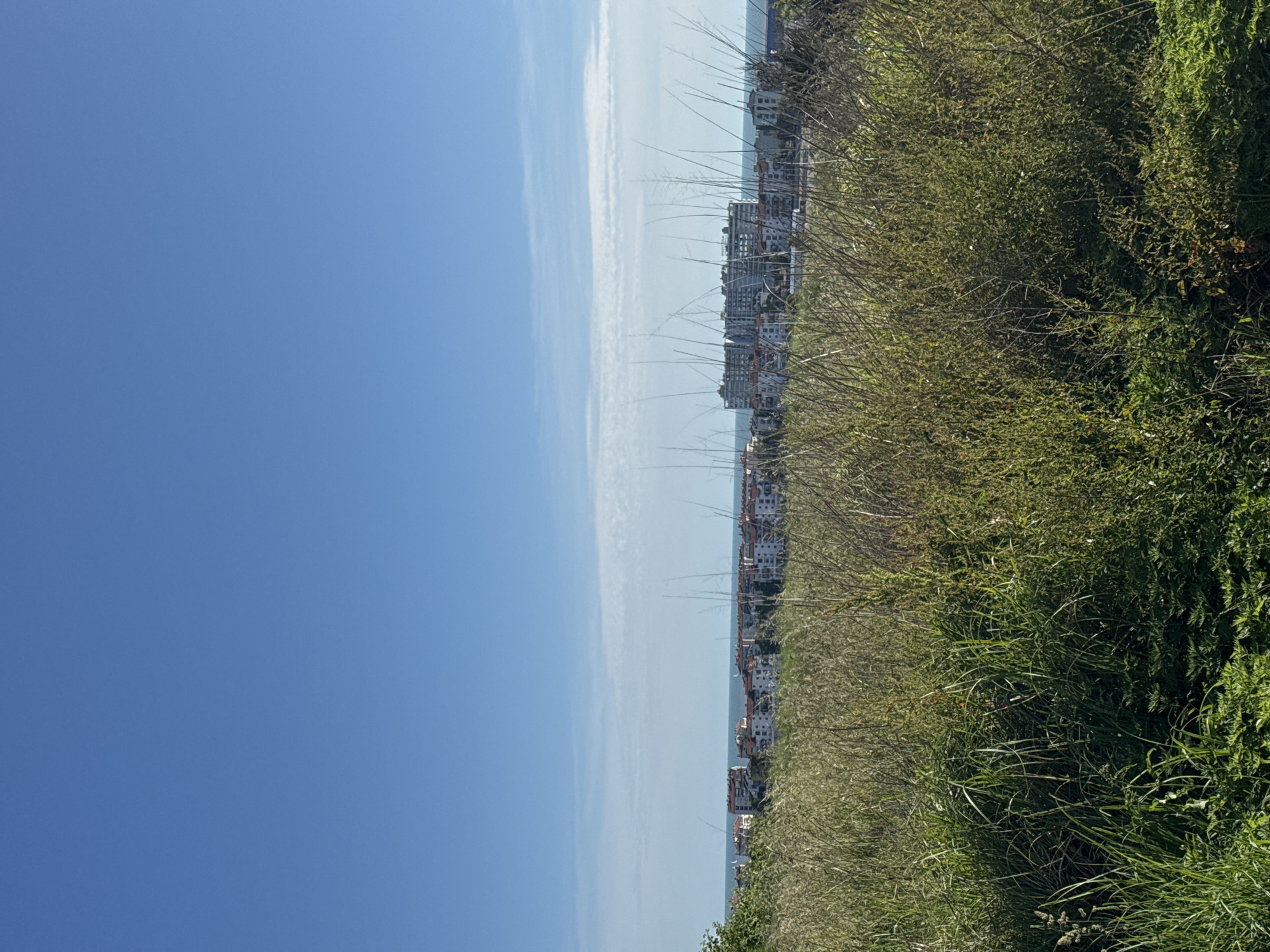 The image, when properly oriented, presents a panoramic view of a coastal landscape on a bright, sunny day. The foreground is dominated by a dense, verdant expanse of vegetation, primarily consisting of various green shrubs, bushes, and tall grasses, with some drier, lighter-colored stalks intermingled. This area appears to be an overgrown hillside or natural barrier.
In the midground, a long stretch of buildings lines the horizon, indicating a developed coastal town or city. These structures are predominantly multi-story, featuring light-colored facades, some with visible windows and balconies, and often topped with reddish-brown roofs. The buildings suggest a mix of residential and commercial properties, possibly hotels or apartments, characteristic of a seaside resort.
Beyond the urban development, a calm, blue body of water, likely the sea, extends towards the horizon. The sky above is a vast and clear blue, with only very faint, wispy white clouds visible near the distant horizon line, blending seamlessly with the paler blue of the sky and the water.
The scene depicts no specific activity or people, offering a tranquil and expansive view. The bright, even lighting indicates a clear day, likely late morning or early afternoon. The overall impression is one of a peaceful coastal environment where nature meets urban development. No visible text is present in the image. This scene is situated in Sirius, Russia.