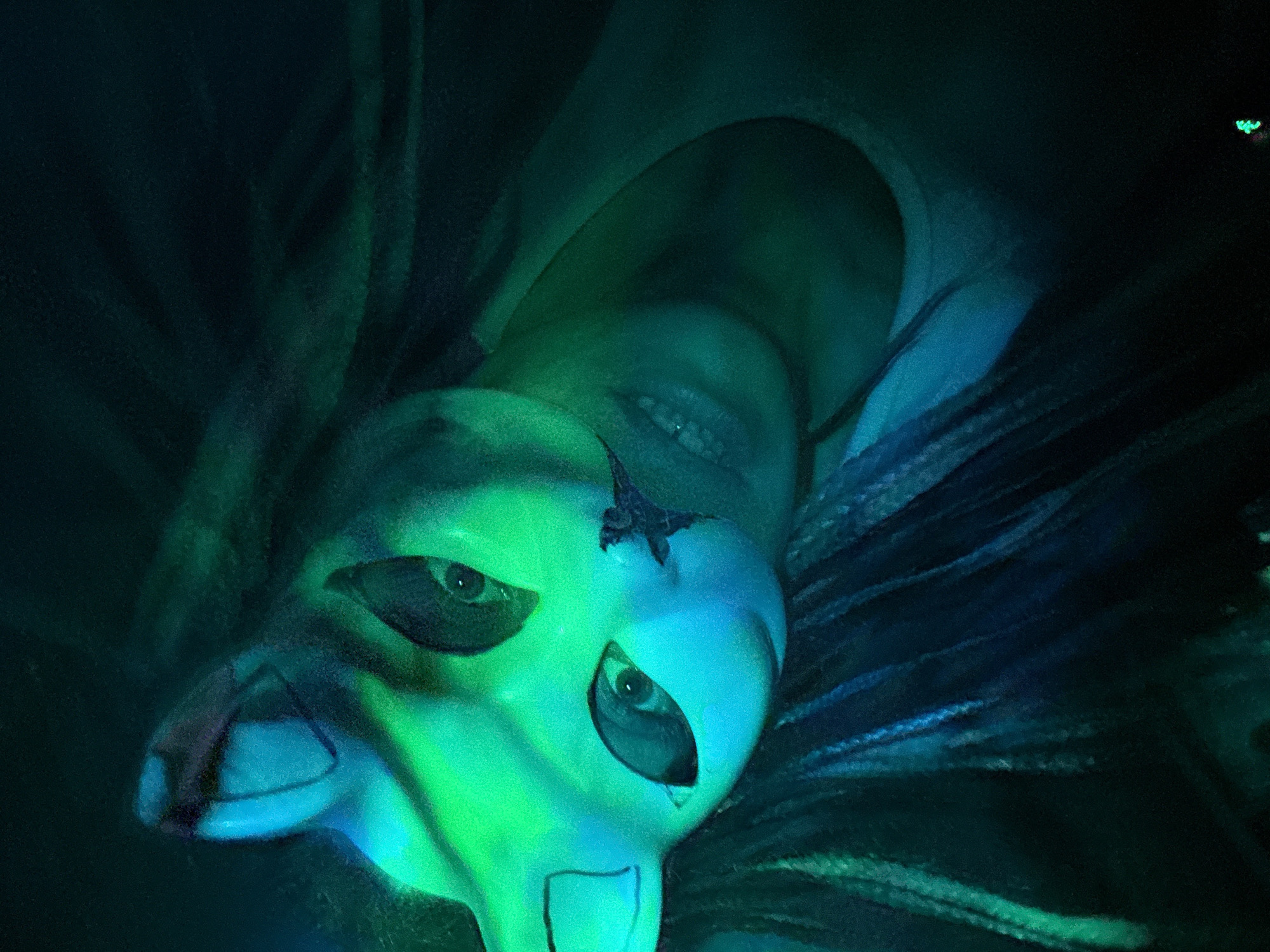 An individual is captured in a close-up, upward-angled shot, looking down into the camera. The person wears an animal-like mask, possibly resembling a fox or wolf, which is painted or molded with features like a snout and eye openings. The mask is primarily white but heavily illuminated by vibrant blue and green light, creating a glowing effect. The individual's eyes are visible through the mask's slits, and their real mouth, showing teeth in a slight grin, is visible just above the top edge of the mask, suggesting it's worn partially or is an incomplete design. Dark dreadlocks or braided hair frame the person's head, also catching the blue and green light.
The setting is dark and atmospheric, dominated by deep teal, green, and blue hues, indicating low-light conditions and artificial colored lighting. The overall impression is mysterious and artistic, perhaps from a performance, themed event, or stylized photoshoot. A small, bright green, stylized heart or leaf-like shape is subtly visible in the upper right corner of the image, potentially an incidental light source or background detail. No specific location cues for Rusanovo, Russia, or any text are visible. The image has a slightly grainy texture.
