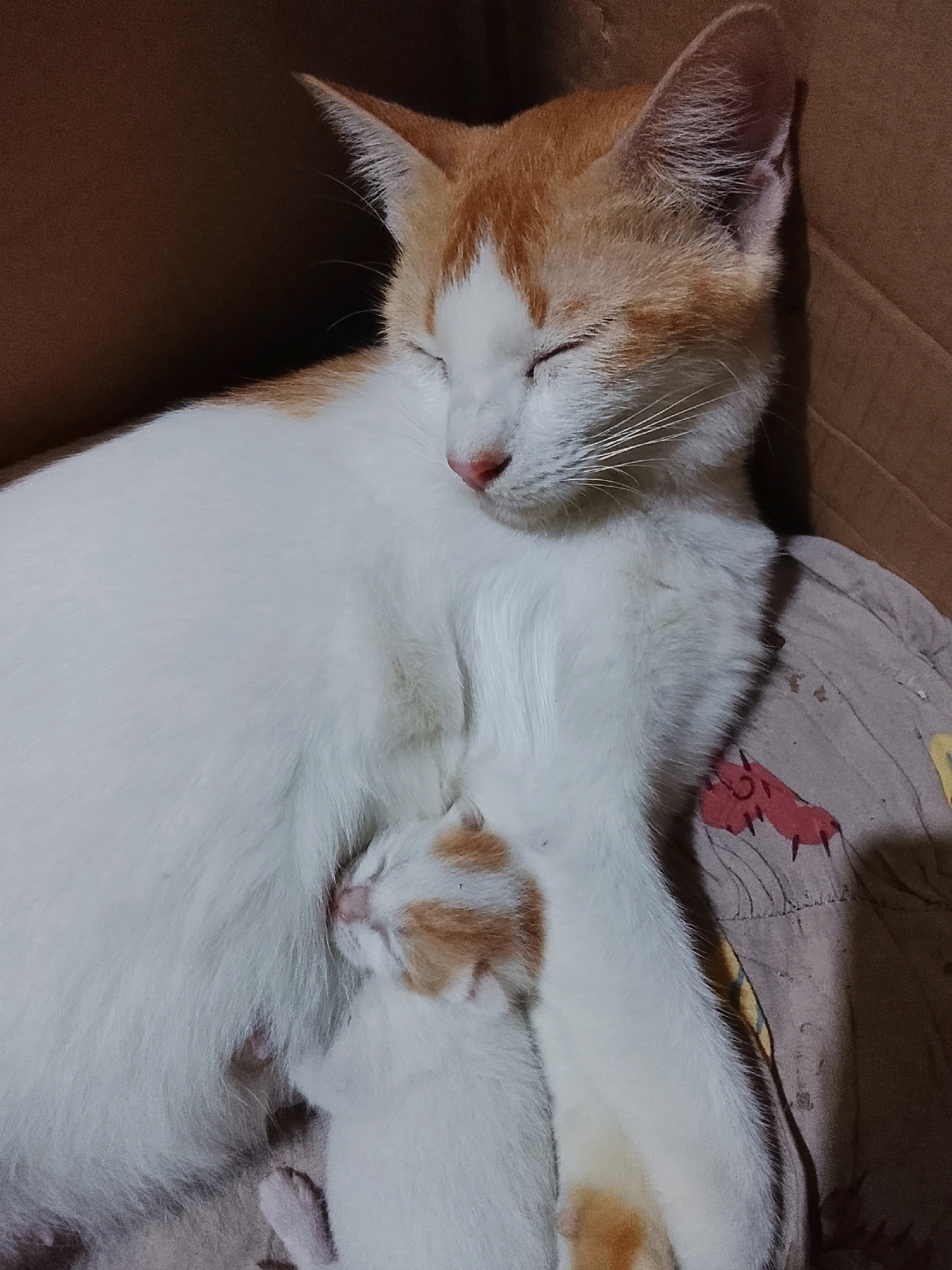 A close-up, top-down shot shows a mother cat and her kitten sleeping in a cardboard box, in Ujungrusi, Indonesia. The mother cat, with white fur and orange markings on her head and back, is curled around her tiny white kitten. The kitten, also with subtle orange markings, is nestled against the mother's belly, appearing to nurse. Both cats have their eyes closed, signifying a state of rest. The background consists of the brown cardboard box and a patterned fabric, suggesting a domestic or sheltered environment. The lighting is dim, casting soft shadows and highlighting the furry textures of the animals.