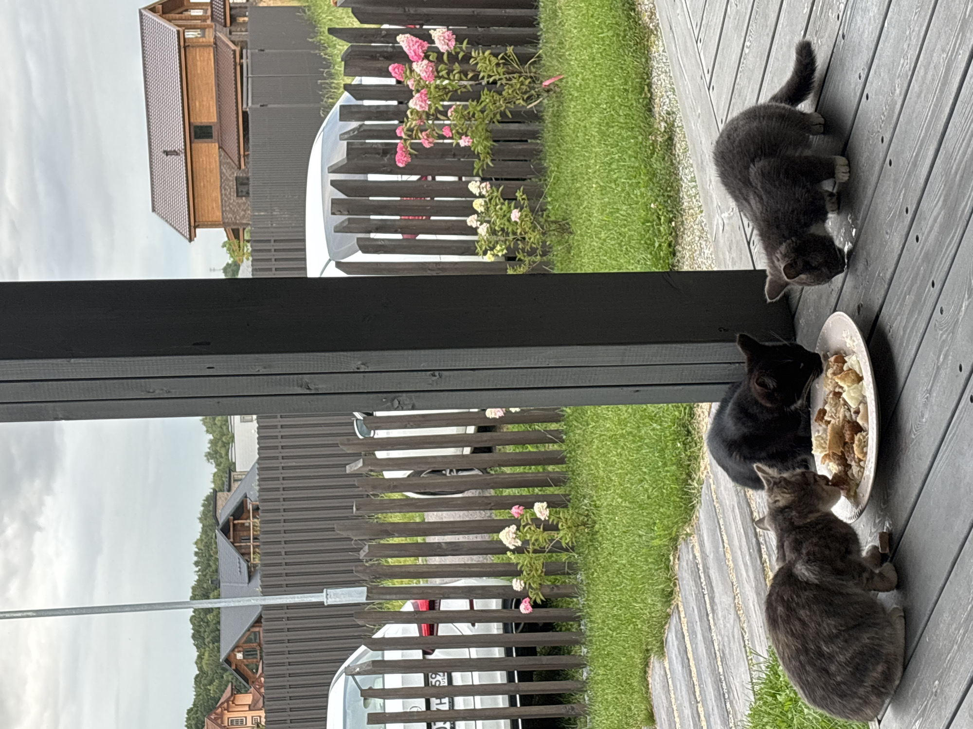 In Zvenigorod, Russia, on a cloudy day, three cats are gathered on a wooden deck, eating from a plate of food. A grey tabby cat is on the left, actively eating. To its right is a black cat, also eating. A smaller grey kitten is on the far right, sniffing the food. Behind the cats, a wooden fence encloses a grassy yard with two parked cars. In the background, modern wooden houses are visible under a grey sky. The scene appears to be residential, likely a private yard or patio.