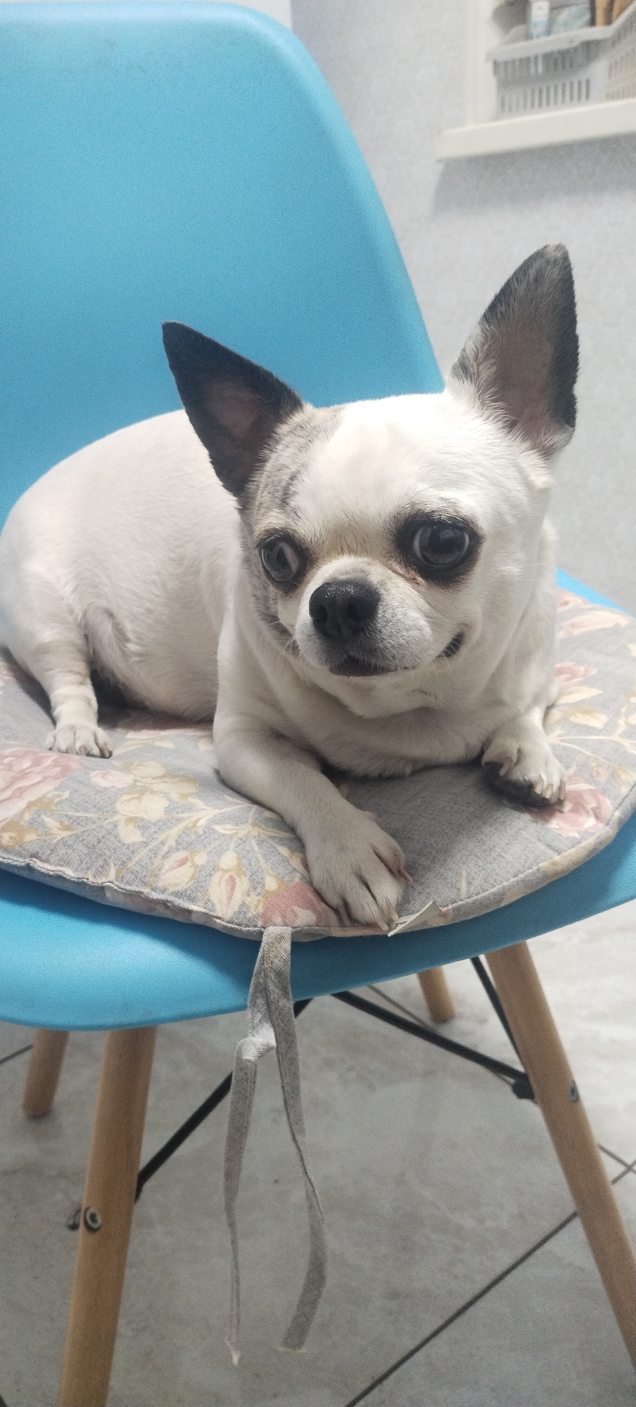 A small, white and grey chihuahua dog is lying on a floral-patterned cushion on a blue chair. The dog has large, dark eyes and black ears. The cushion has a grey background with scattered pink and yellow flowers. The chair has wooden legs and a blue seat. The background appears to be an indoor setting, possibly a room or office, with shelves and what looks like medical supplies visible. The image is a close-up shot, focusing on the dog and the chair.
