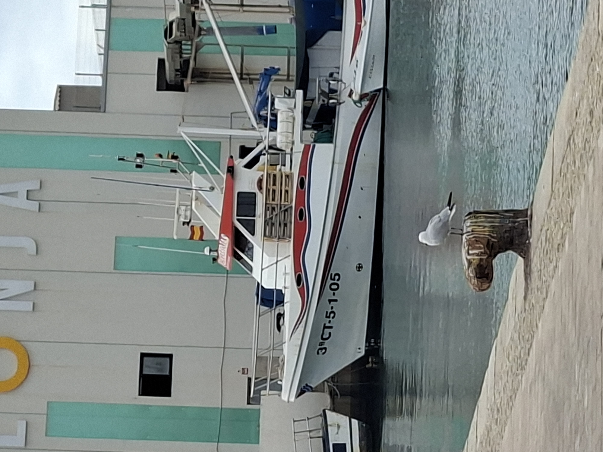 The image captures a waterfront scene in Torrevieja, Spain, likely near the port or a commercial fishing area. A white fishing boat with red and blue trim is prominently docked, displaying the registration number "3ª CT-5-1-05" on its hull. The boat has a white cabin with red trim and a Spanish flag visible. To the left, another smaller boat is partially visible. In the foreground, a seagull stands on a weathered wooden bollard beside the quay. The background features a large, light-colored building with teal vertical accents and large white lettering, possibly indicating a market or commercial facility. The water is calm, reflecting the sky and the vessels. The overall impression is a working harbor environment.