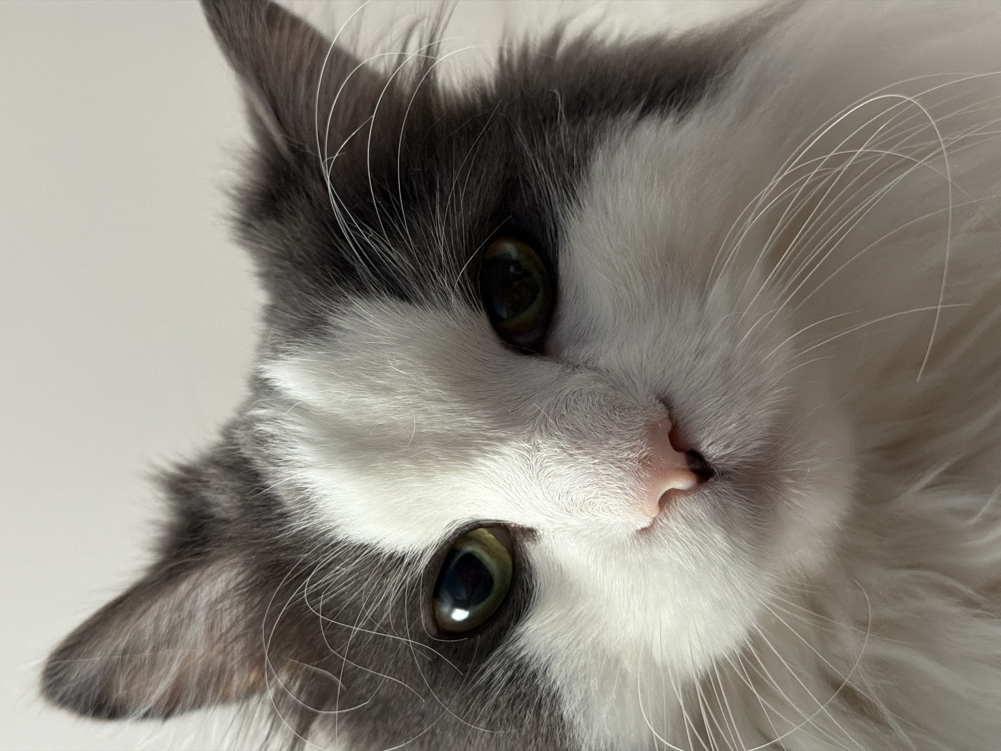 This close-up portrait, captured in Chaikovsky, Russia, features the head of a domestic cat looking directly towards the viewer. The cat has striking gray and white fur, which appears soft and fluffy, especially around its face and ears. Its fur pattern includes distinct gray patches on the ears and across the top of its head, contrasting with the dominant white fur on its cheeks, chin, and around its nose.
The cat's eyes are a prominent feature, displaying a deep green or amber hue with dark, vertically elongated pupils, reflecting soft light sources. Its small, pink nose is visible at the center of its face. Long, fine white whiskers extend outwards from its muzzle, adding to its alert appearance. The cat's head is tilted slightly, creating an engaging, angled composition.
The background is a plain, light, uniform color, suggesting an indoor setting and allowing the focus to remain entirely on the cat's detailed features. The lighting is soft and even, highlighting the intricate textures of its fur and the reflective quality of its eyes without harsh shadows. The cat's expression appears calm and observant, possibly curious. There is no visible text in the image.
