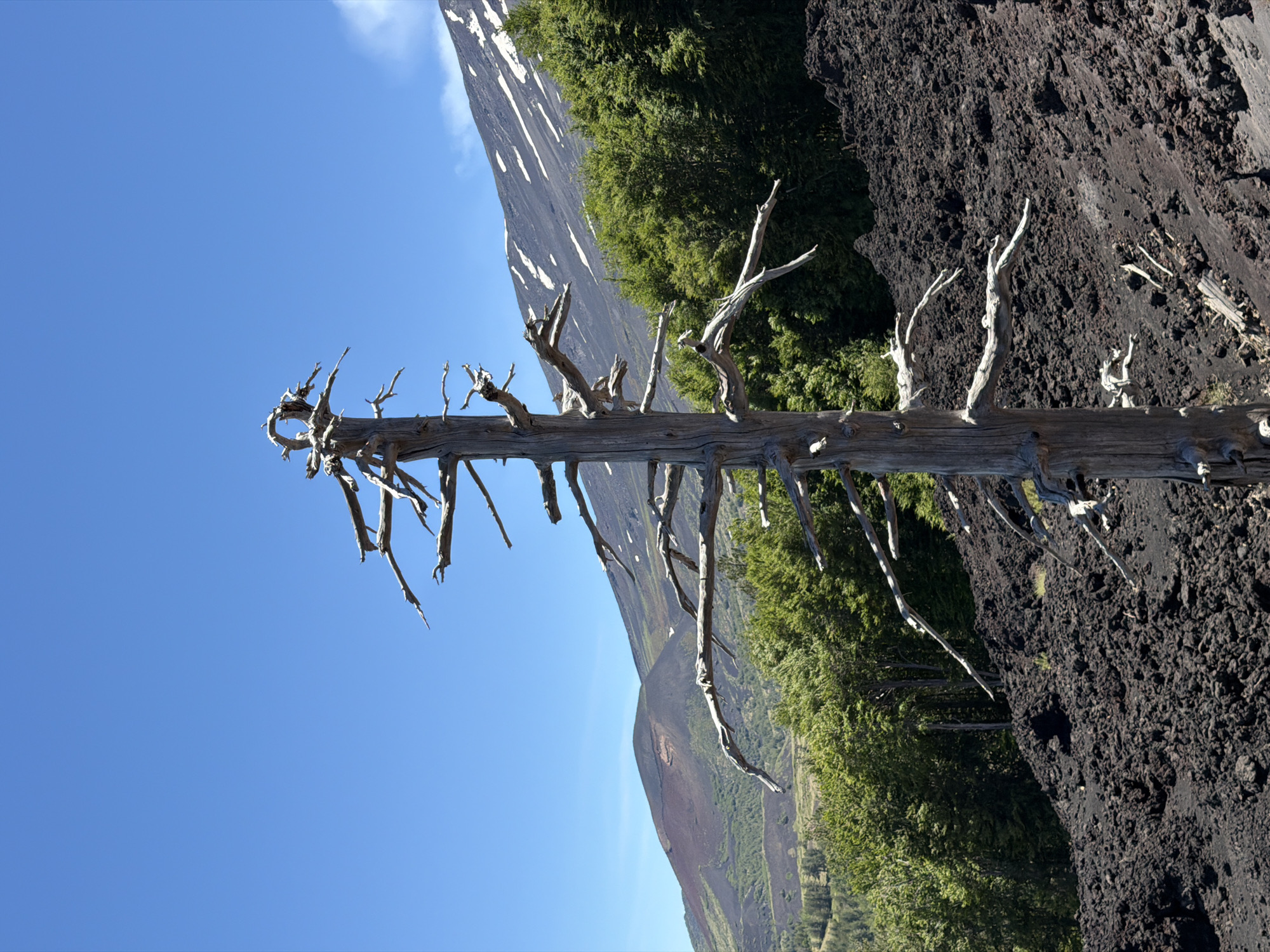 The image depicts a stark landscape on the slopes of Mount Etna, near Linguaglossa, Italy. In the foreground, a dead, weathered tree trunk stands vertically, its gnarled branches extending outwards like skeletal fingers. The ground beneath and around the tree is covered in dark, porous volcanic rock, indicative of a recent or past lava flow.
In the mid-ground, a dense forest of green trees creates a vibrant contrast with the barren volcanic terrain. Beyond the forest, the slopes of Mount Etna rise, with some areas appearing dark and rocky, while others are partially covered in patches of snow, suggesting higher altitudes. The sky above is a clear, vibrant blue. The overall impression is one of a harsh yet beautiful natural environment, shaped by volcanic activity.